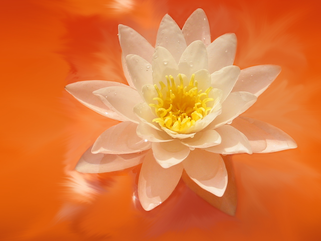 water lily, earth, flower, peach (color)