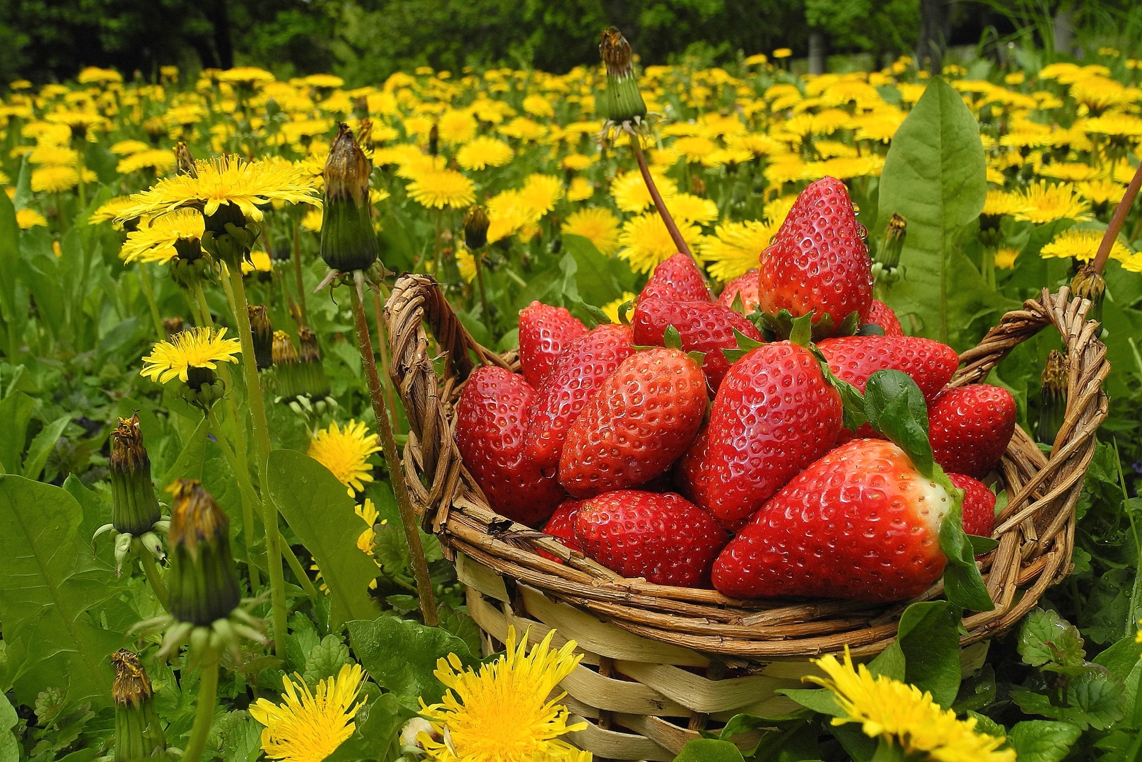meadow, berries, flowers, strawberry HD Wallpaper for Phone
