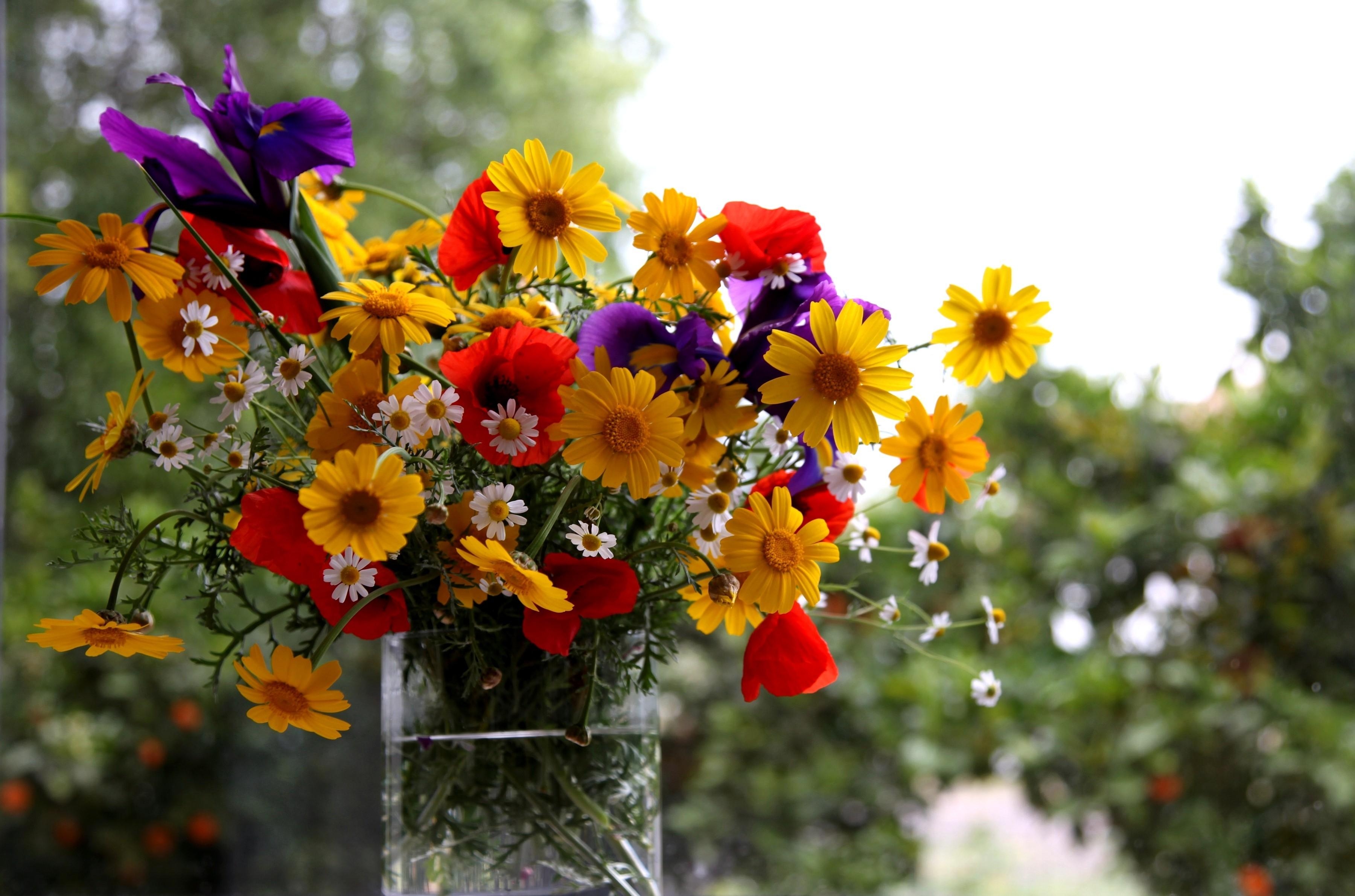 Laden Sie das Vase, Blumen, Mohn, Sommer, Kamille, Strauß, Bouquet, Schwertlilien, Irises-Bild kostenlos auf Ihren PC-Desktop herunter