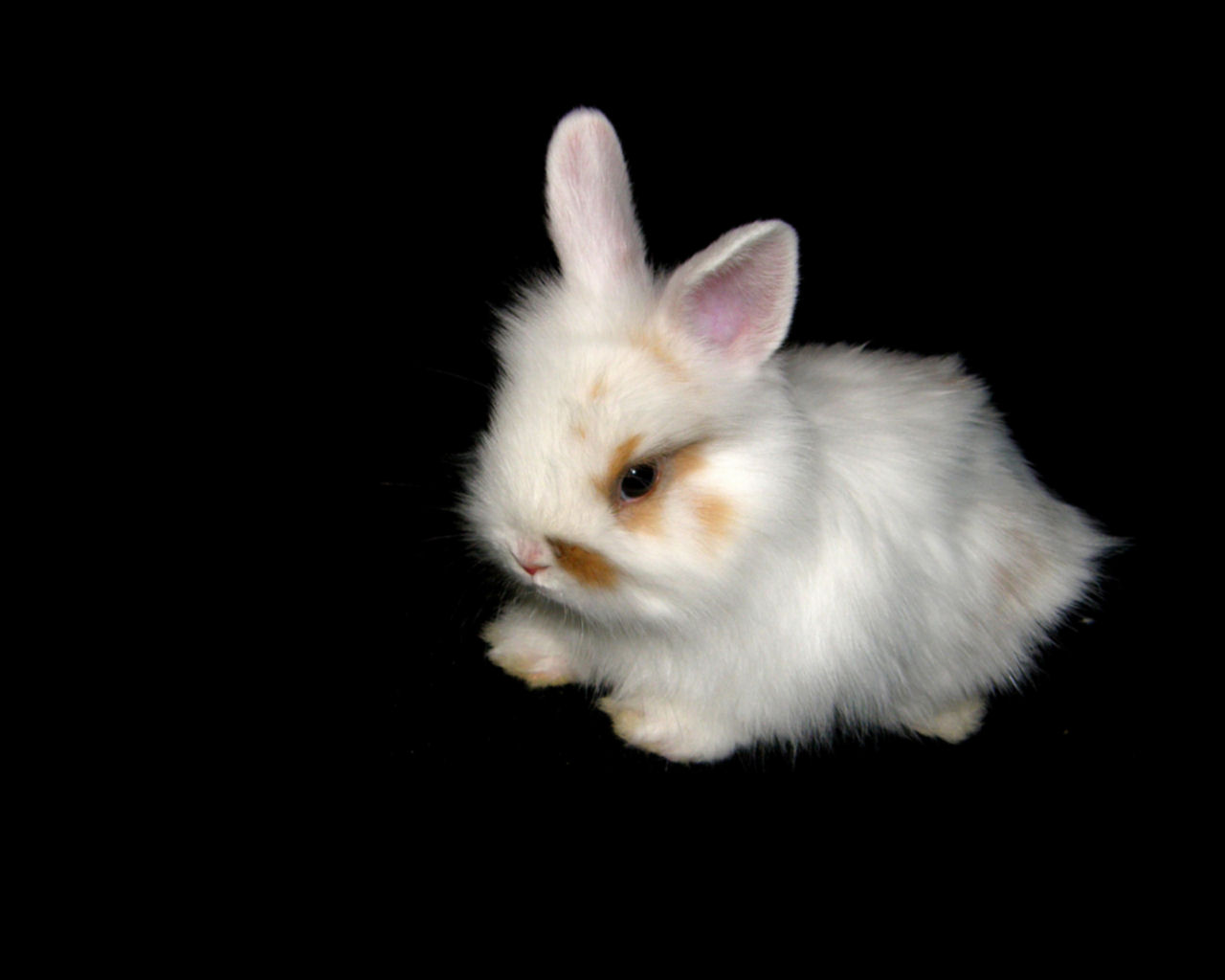 Mobile HD Wallpaper Rabbit animal