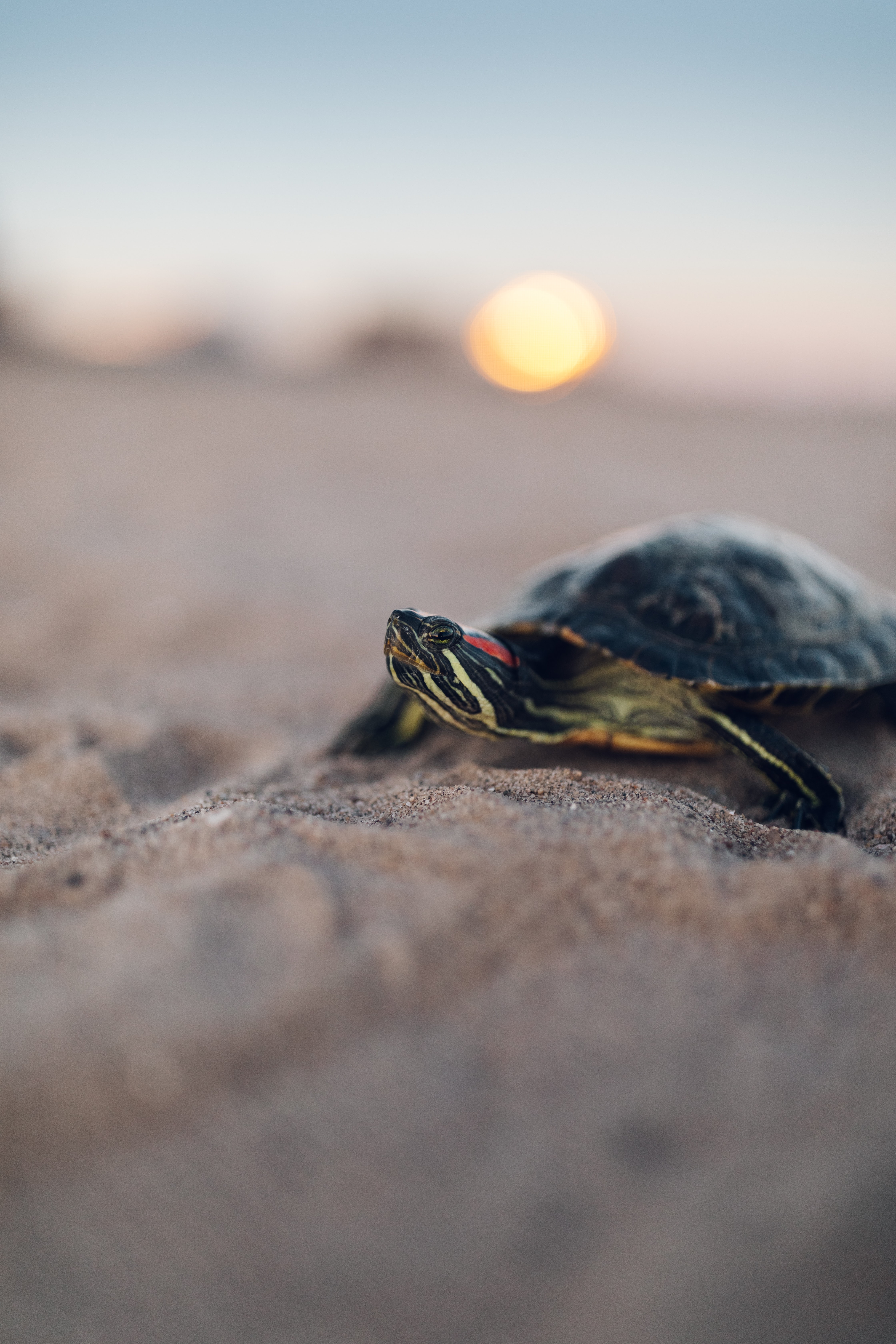 78286 download wallpaper animals, sand, blur, smooth, carapace, shell, turtle screensavers and pictures for free