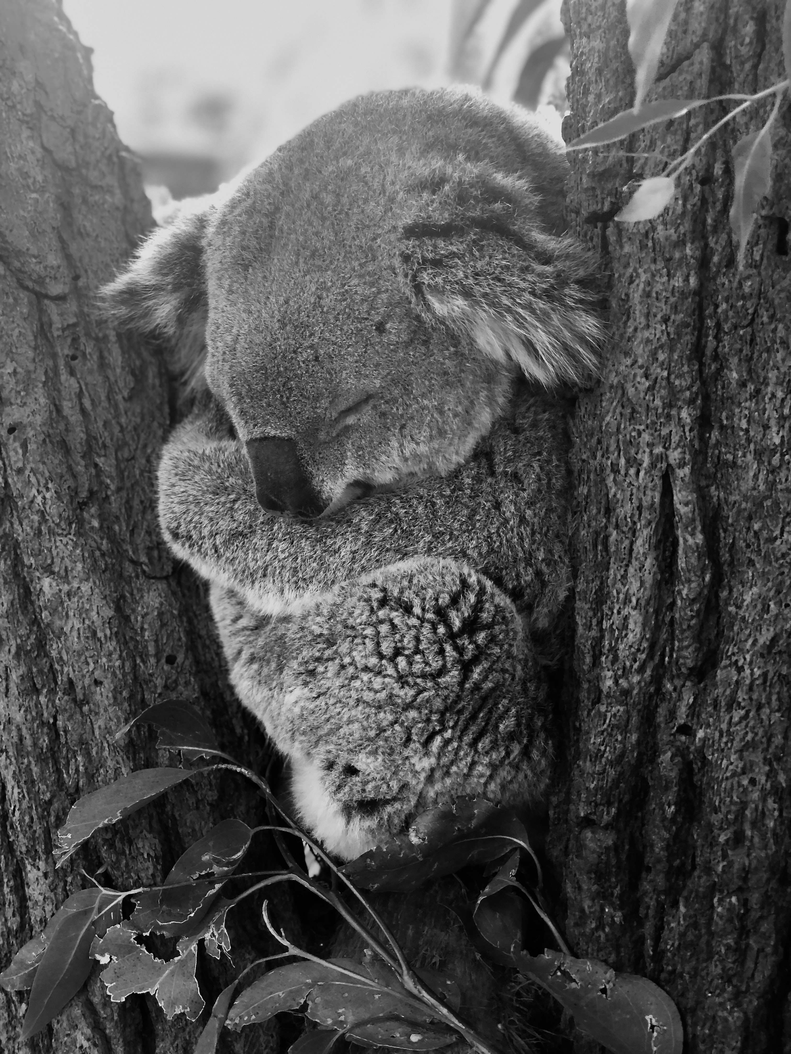1080p pic grey, animals, bw, koala