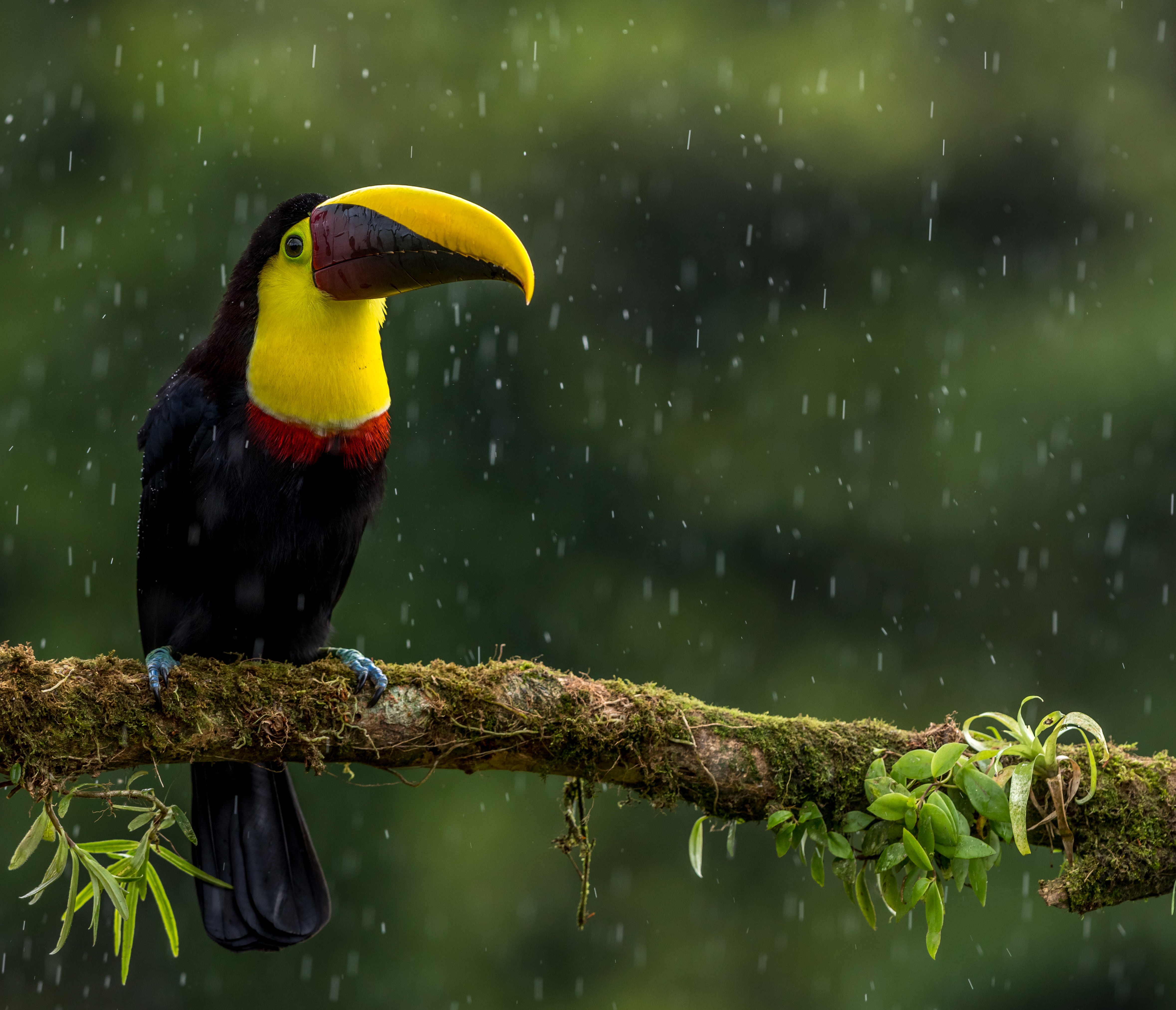 toucan, bird, color, animals, beak, branch, exotic
