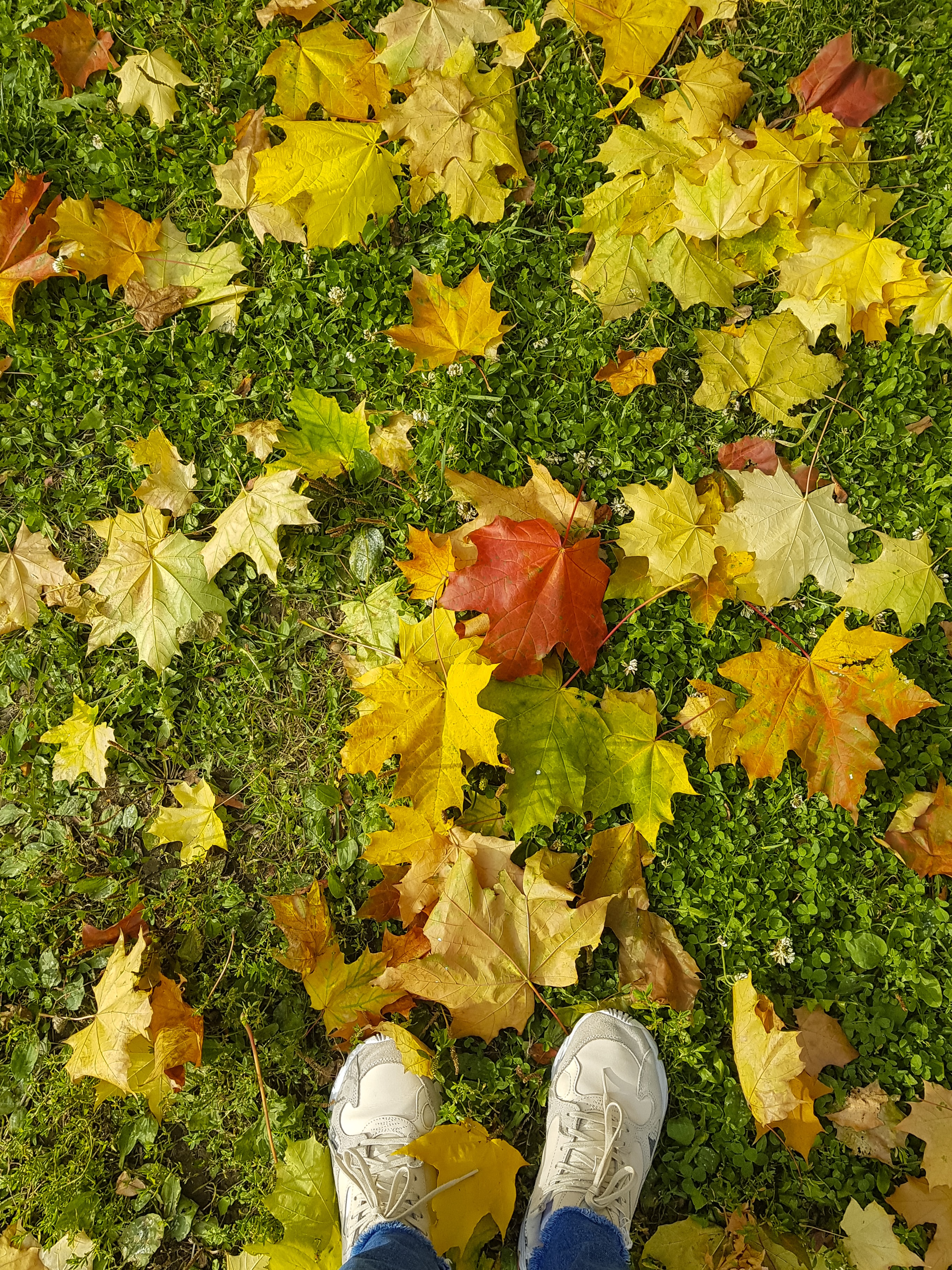leaves, miscellanea, autumn, legs, grass, sneakers, miscellaneous, maple Aesthetic wallpaper