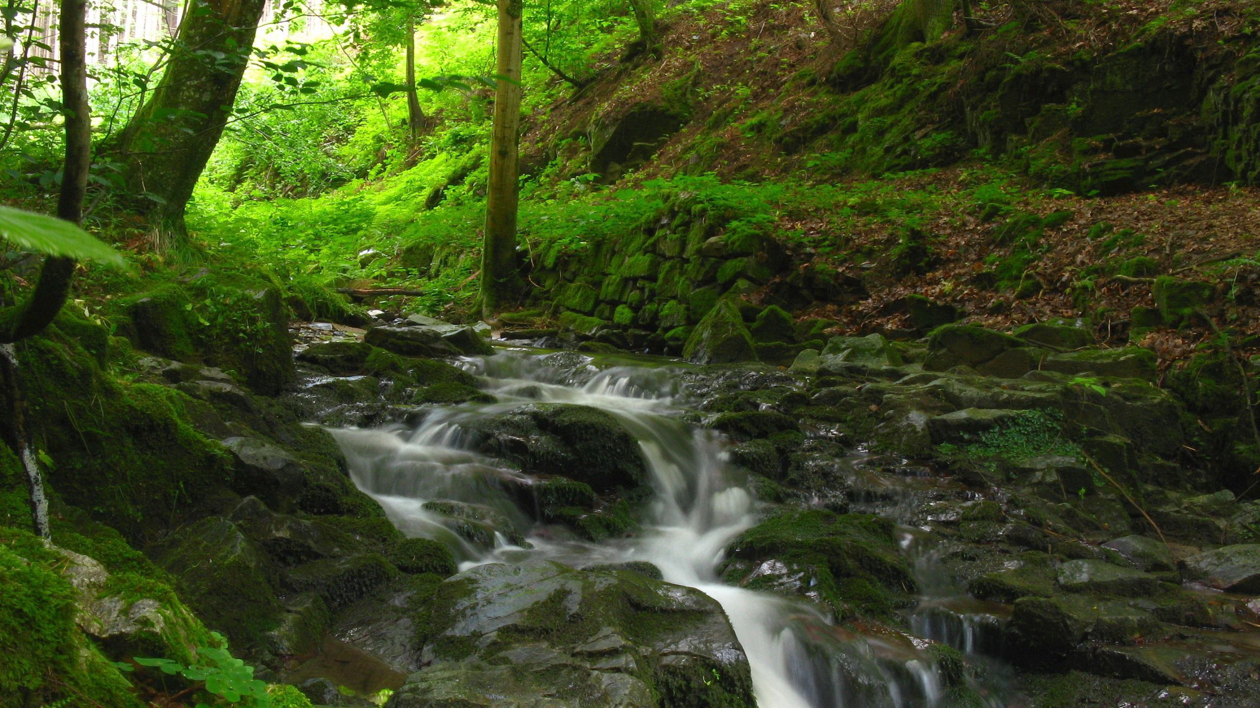 nature, rivers, stones, forest, gurgling, murmur, brook, creek QHD