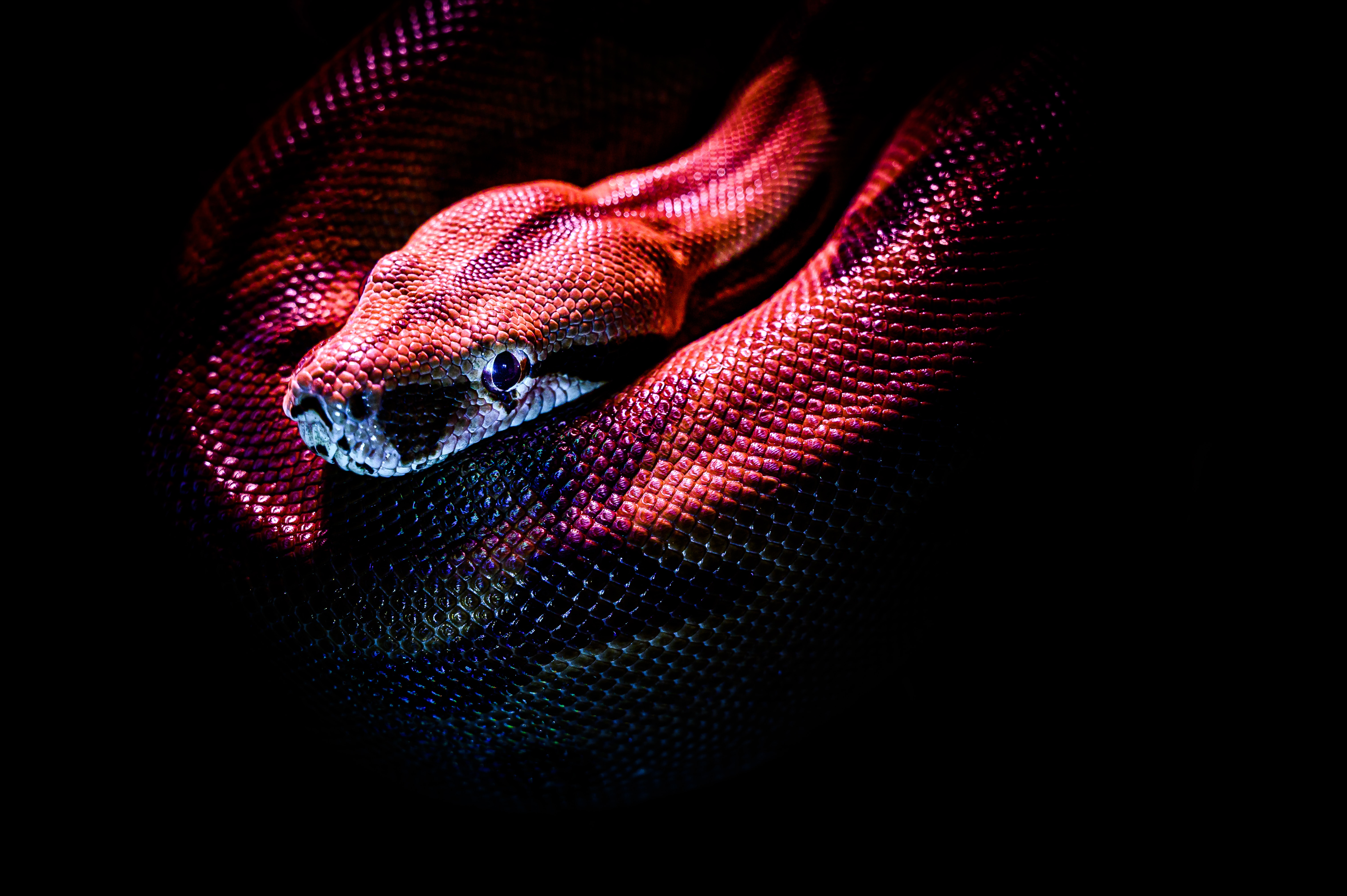 animals, dark, red, reptile, snake, scales, scale