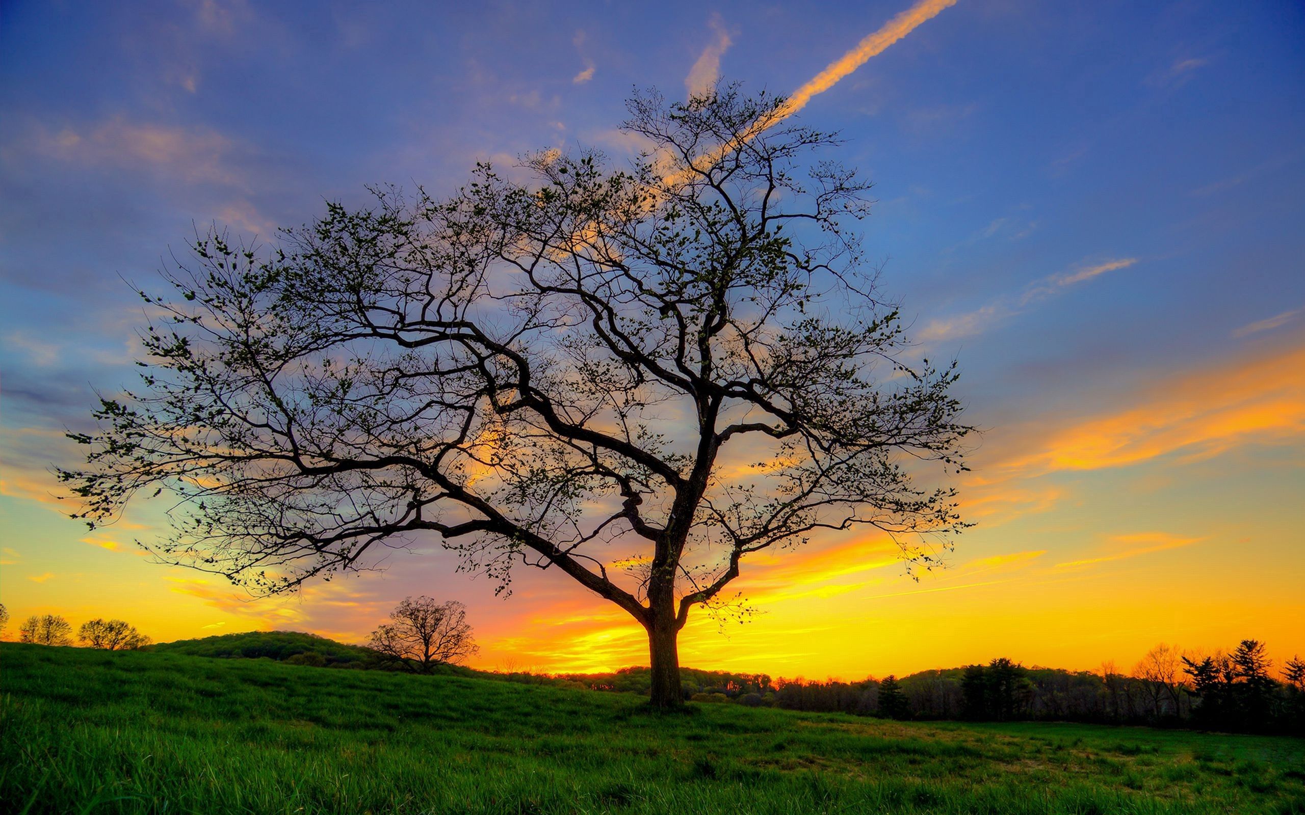 tree, shine, nature, grass, sky, sun, light, wood Smartphone Background