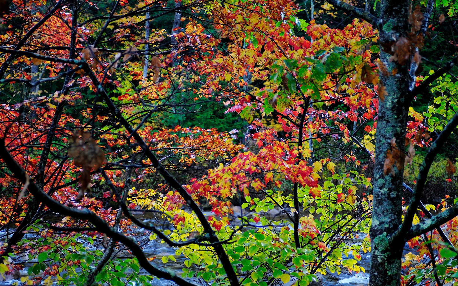 Handy-Wallpaper Landschaft, Natur, Bäume, Herbst, Hübsch, Es Ist Wunderschön kostenlos herunterladen.