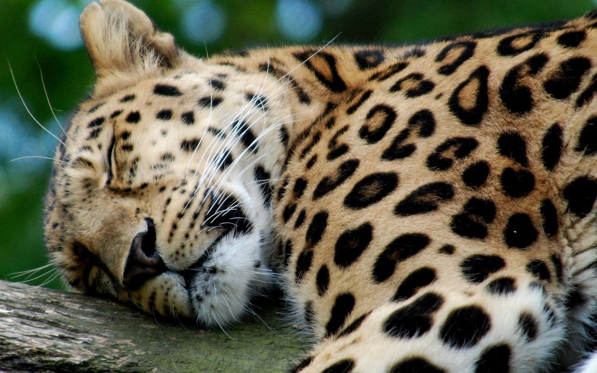Handy-Wallpaper Tiere, Leopard, Raubtier, Predator, Große Katze, Big Cat, Schlafen, Traum kostenlos herunterladen.