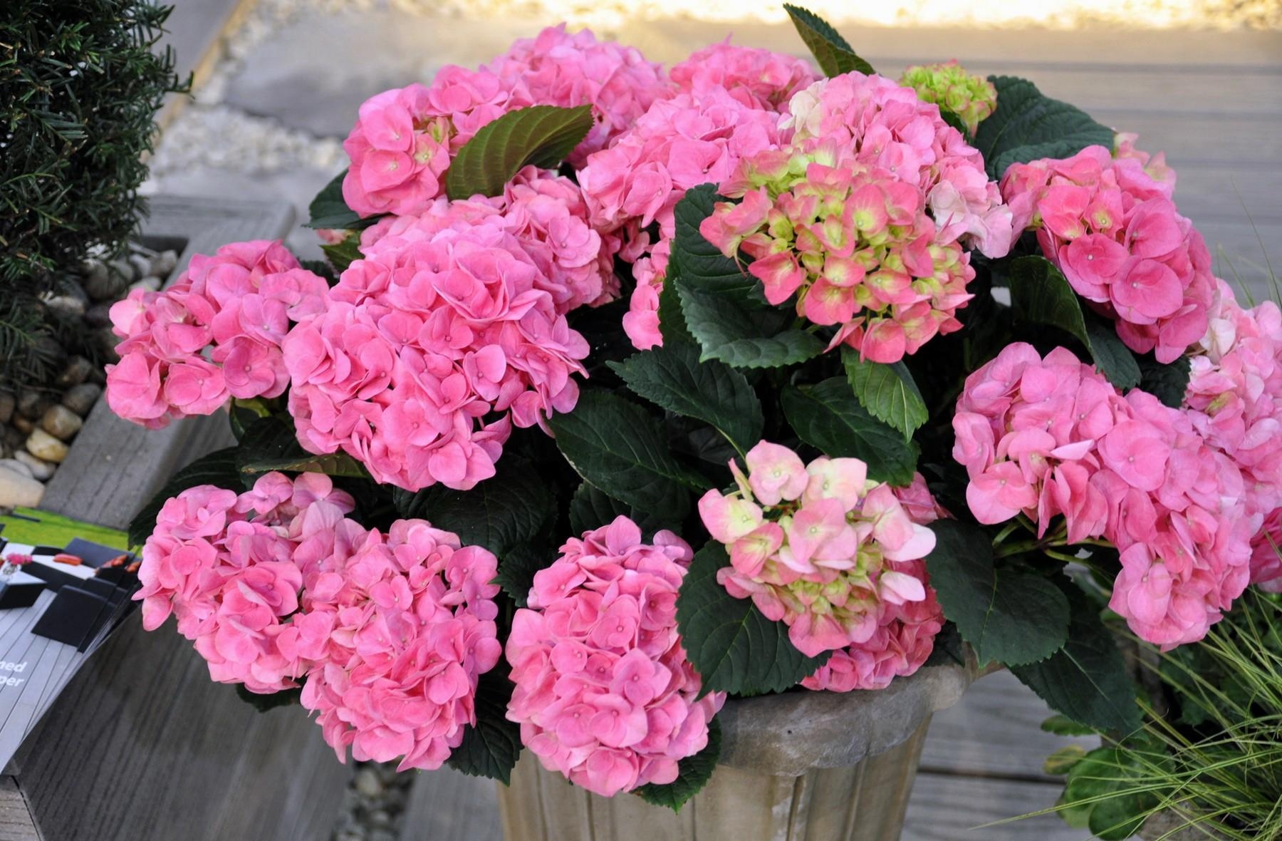 Laden Sie das Blumen, Blätter, Grünen, Grüne, Strauß, Bouquet, Vase, Hortensie-Bild kostenlos auf Ihren PC-Desktop herunter