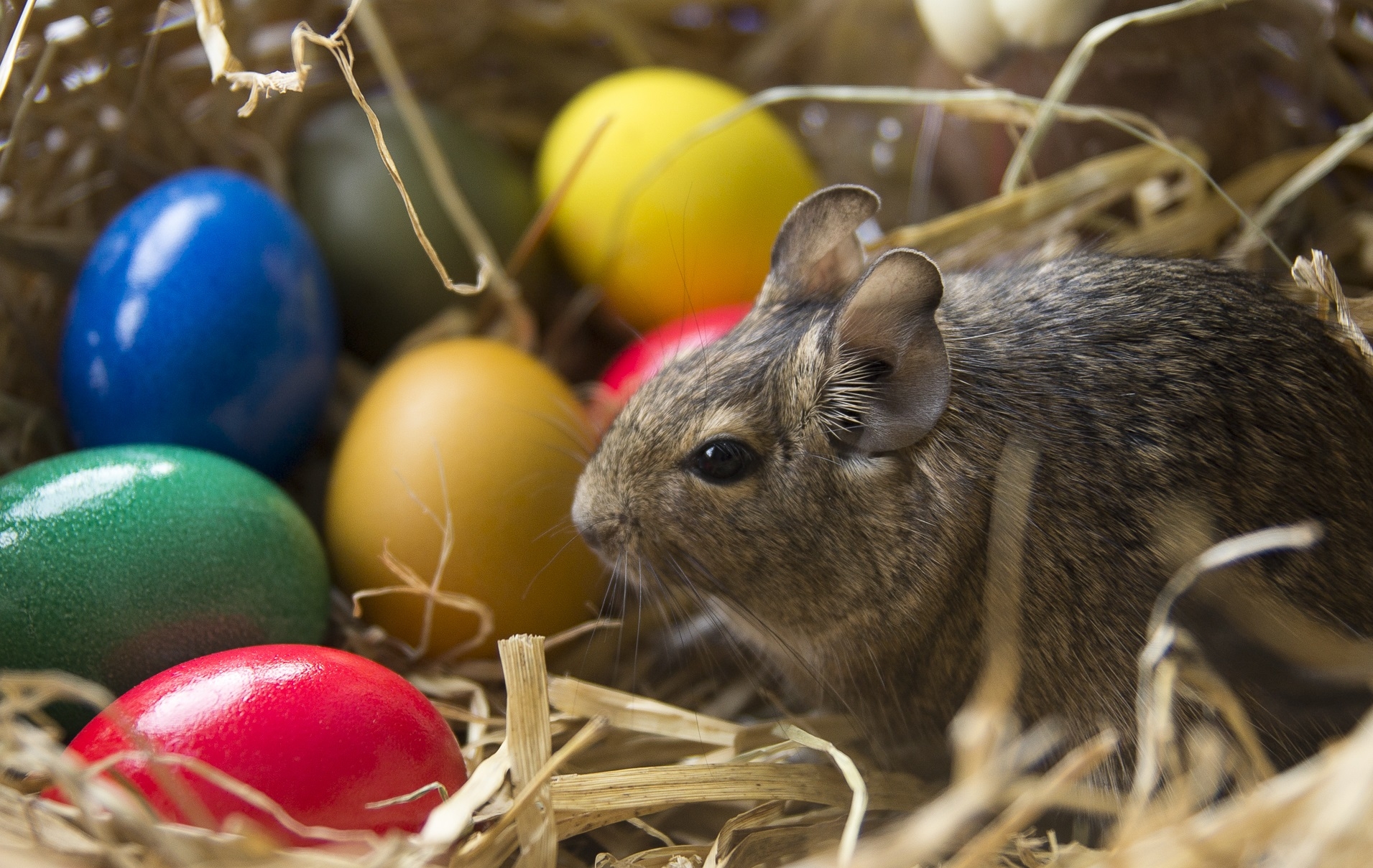 105378 Screensavers and Wallpapers Easter for phone. Download animals, eggs, easter, rabbit pictures for free