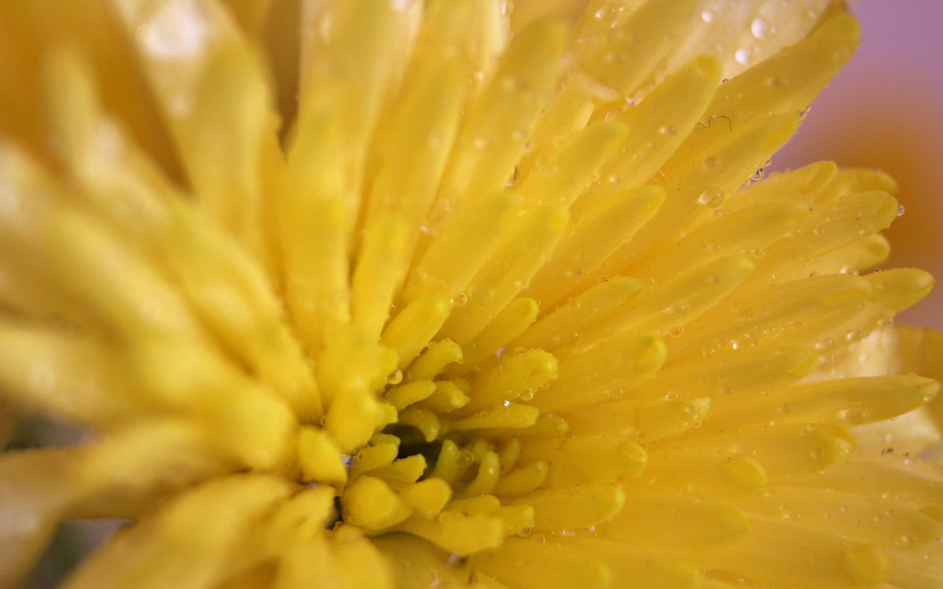 Images & Pictures macro, color, bright, petals Chrysanthemum
