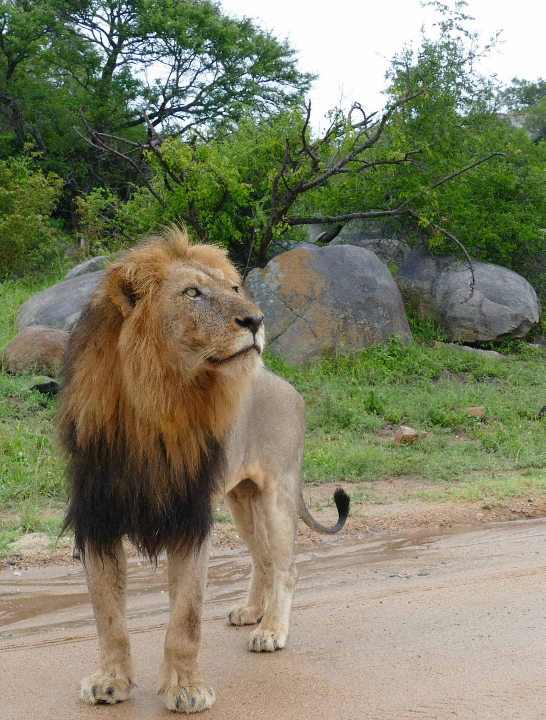 61802 Bild herunterladen tiere, savanna, löwe, ein löwe, raubtier, predator, große katze, big cat, sicht, meinung - Hintergrundbilder und Bildschirmschoner kostenlos