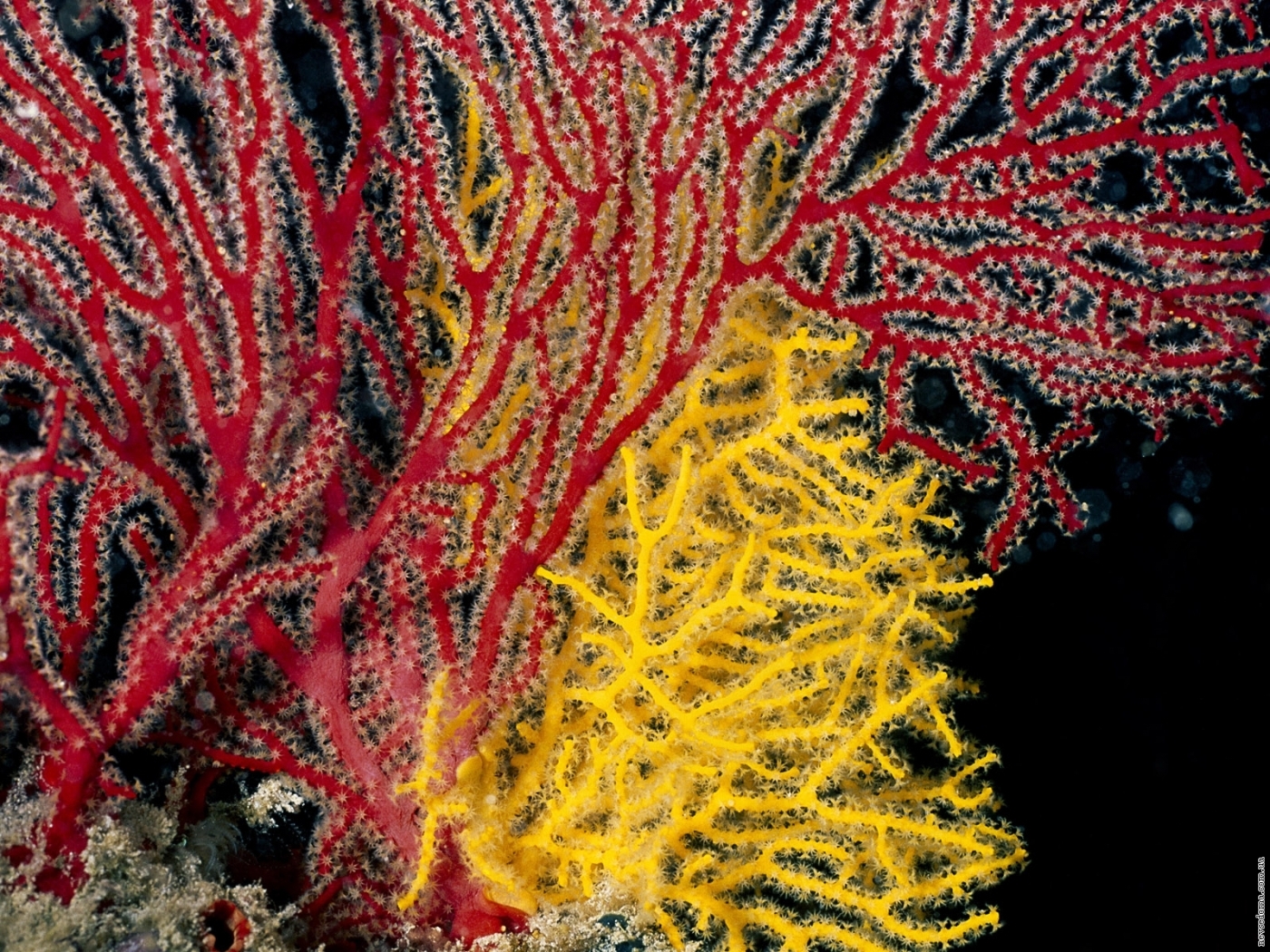 28212 Hintergrundbild herunterladen tiere, sea, koralle - Bildschirmschoner und Bilder kostenlos