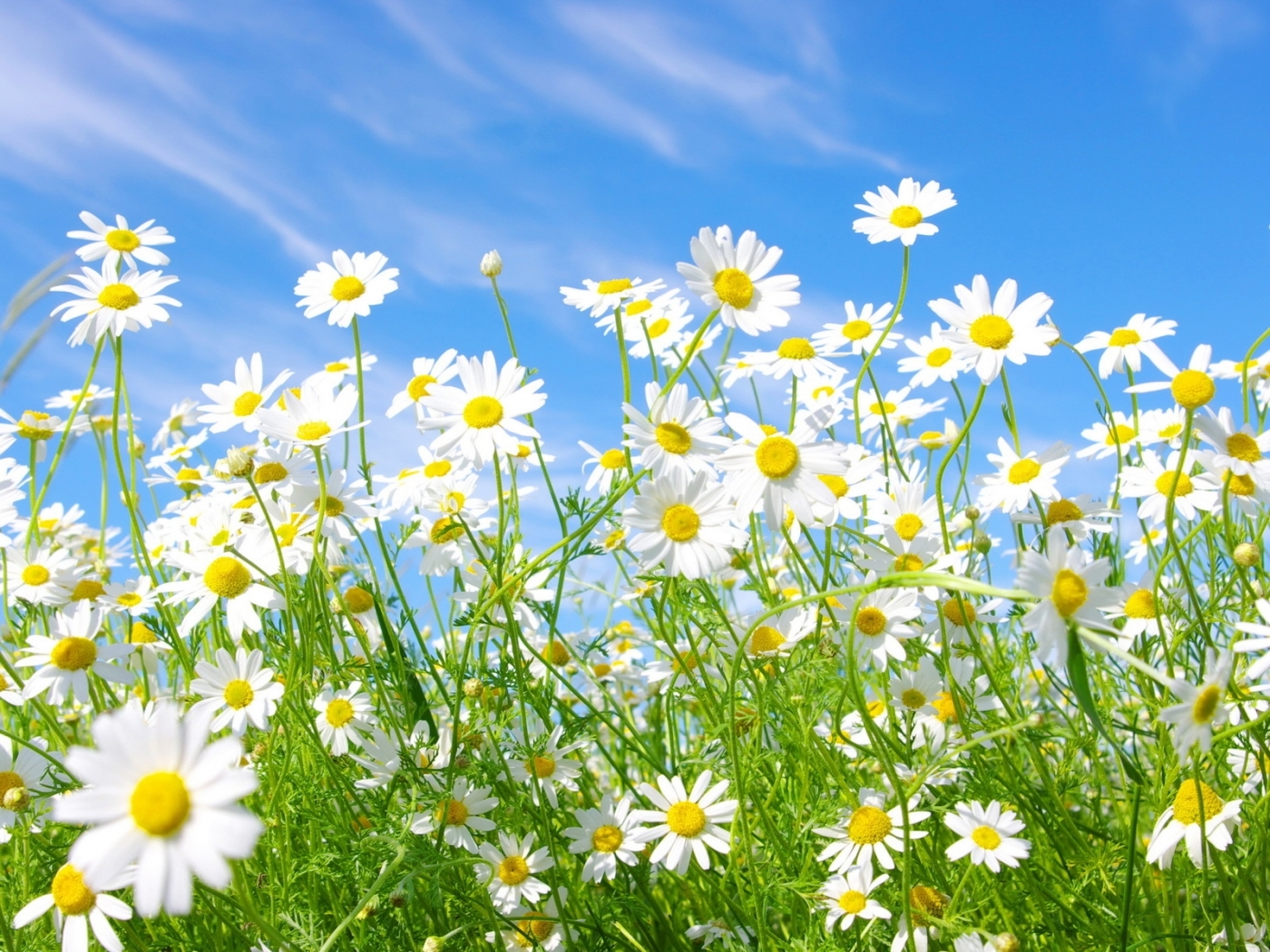 Laden Sie das Blumen, Pflanzen, Kamille-Bild kostenlos auf Ihren PC-Desktop herunter