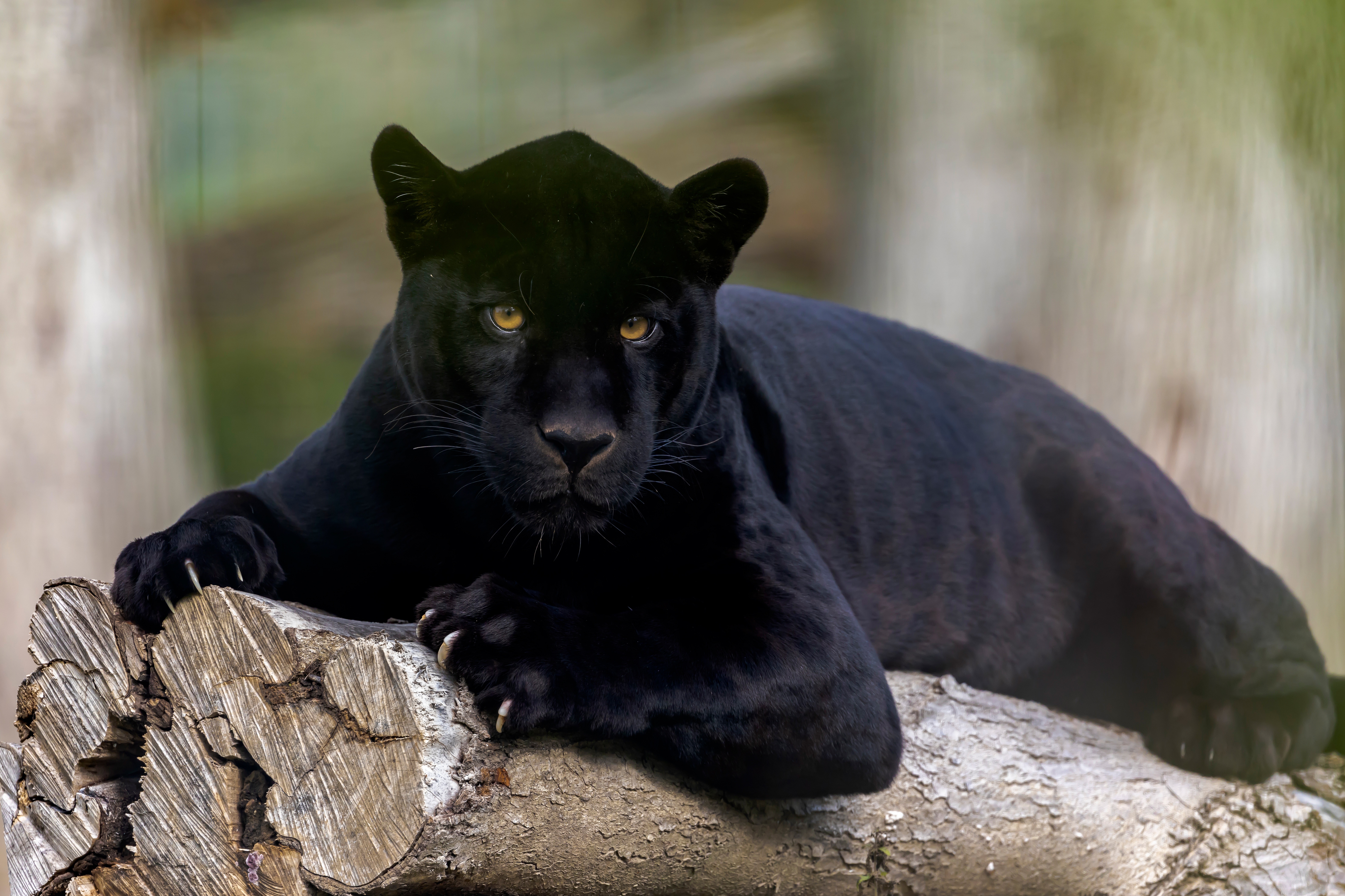 HD desktop wallpaper: Cats, Animal, Black Panther download free picture  #473650