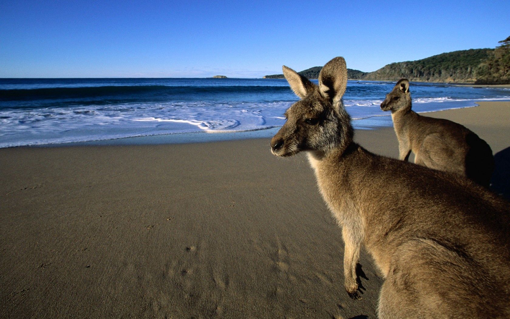 100237 Hintergrundbild herunterladen kangaroo, augen, tiere, wasser, mountains, strand, sand, schön, wolle, jumper - Bildschirmschoner und Bilder kostenlos