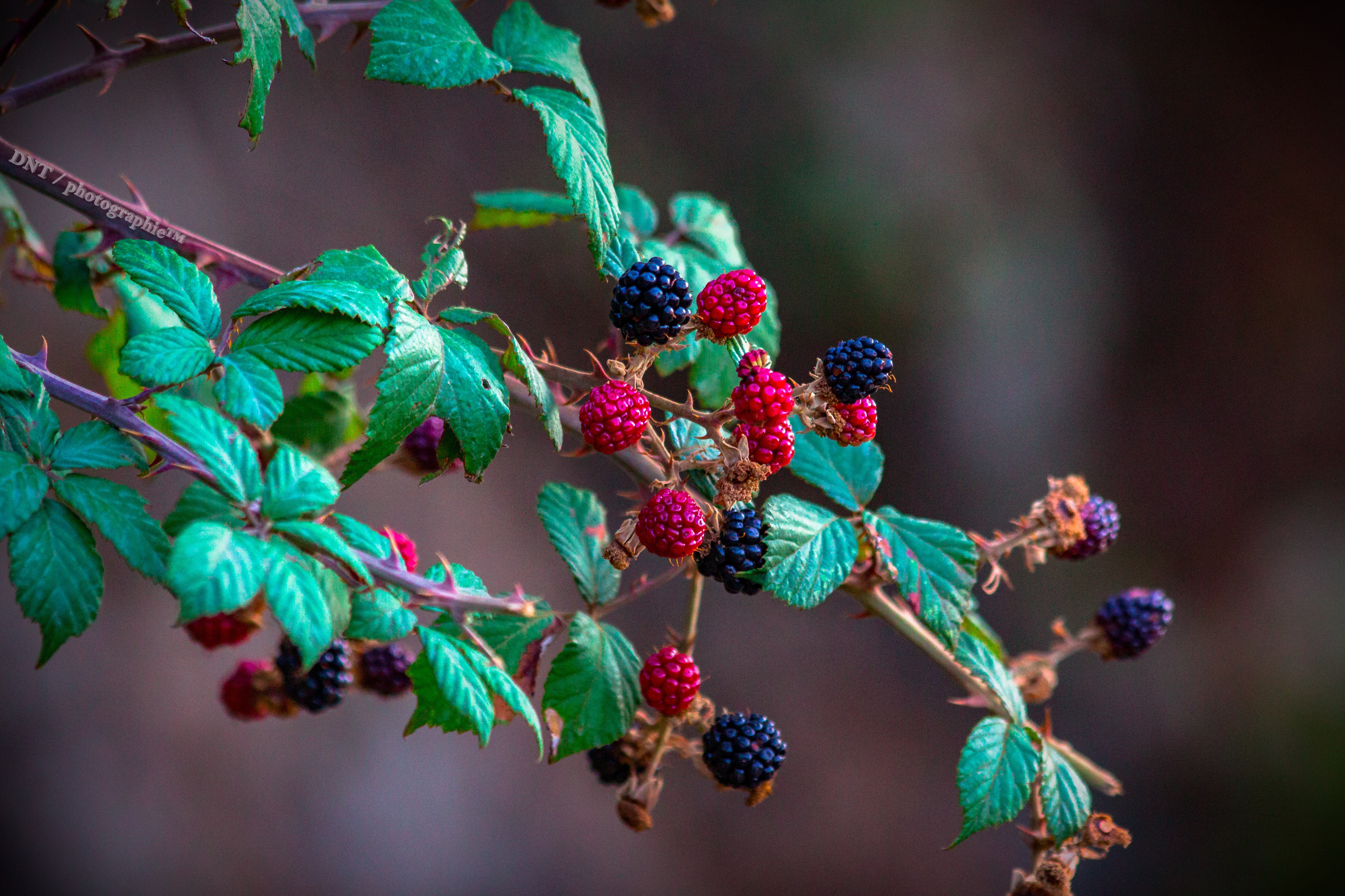 Phone Wallpaper (No watermarks) bush, branch, blackberry, berry