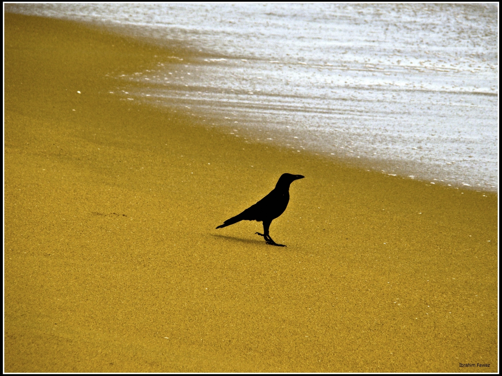 Crows yellow, animals, birds, beach 8k Backgrounds