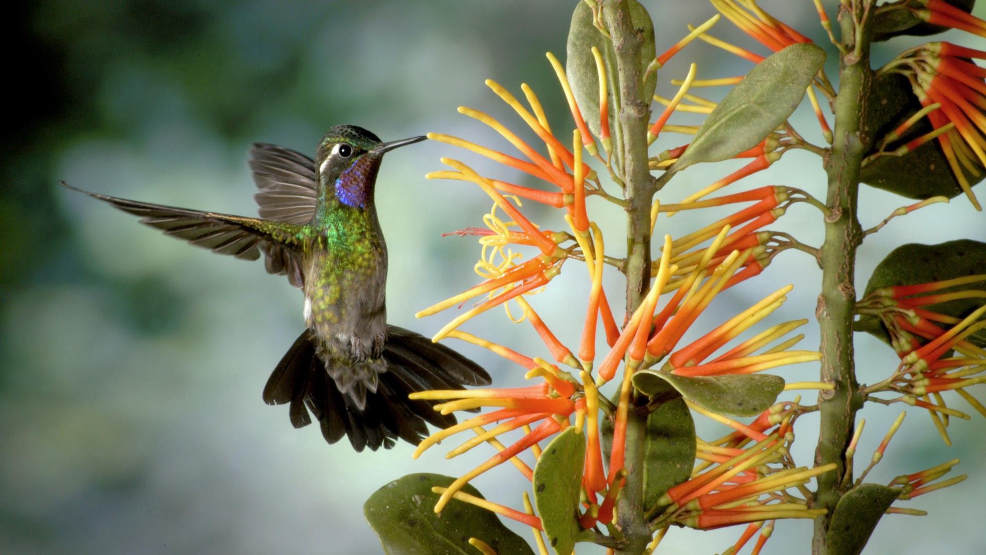69690 скачать обои колибри, животные, цветок, птица, крылья, взмах - заставки и картинки бесплатно