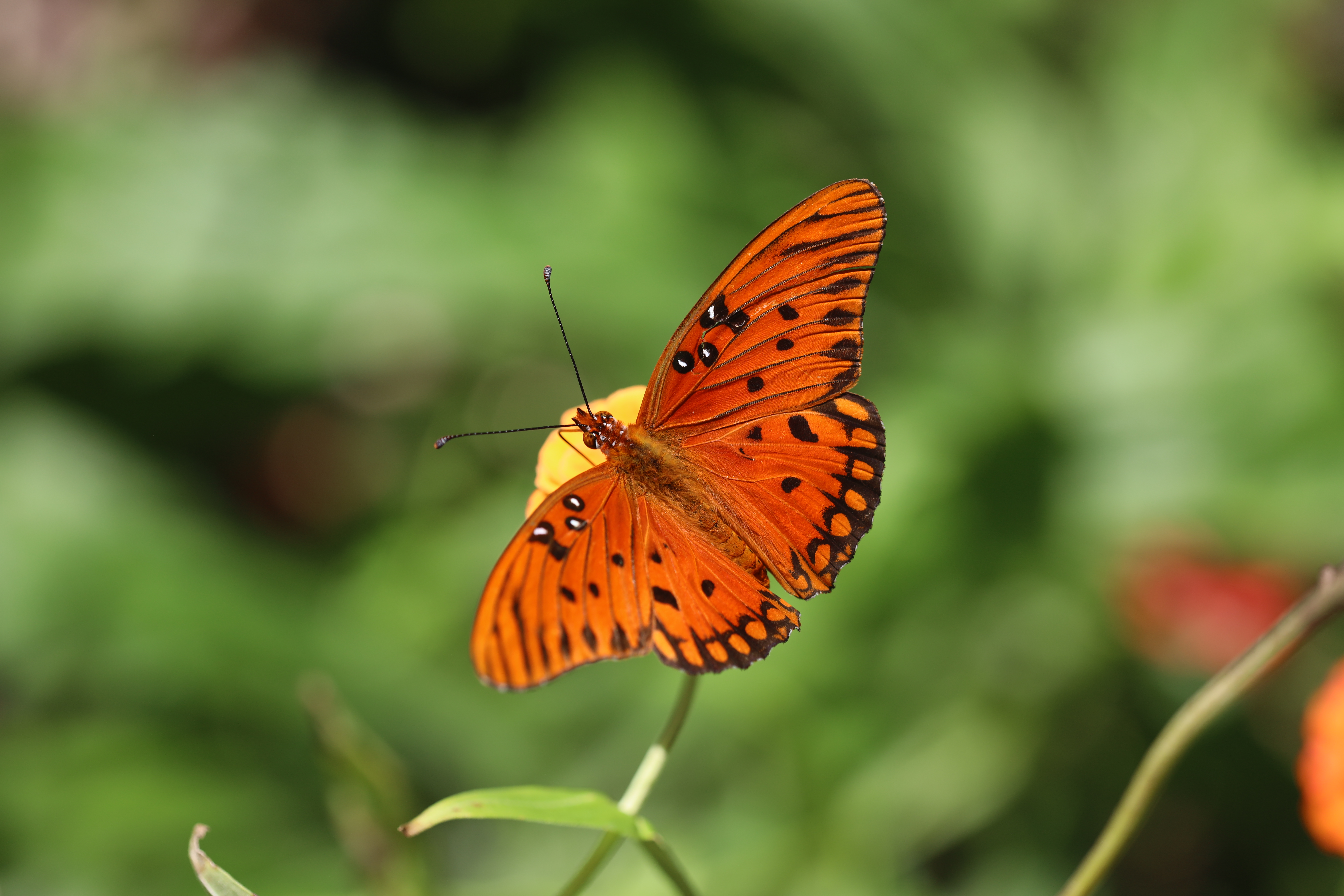 Laden Sie das Makro, Braun, Insekt, Schmetterling-Bild kostenlos auf Ihren PC-Desktop herunter