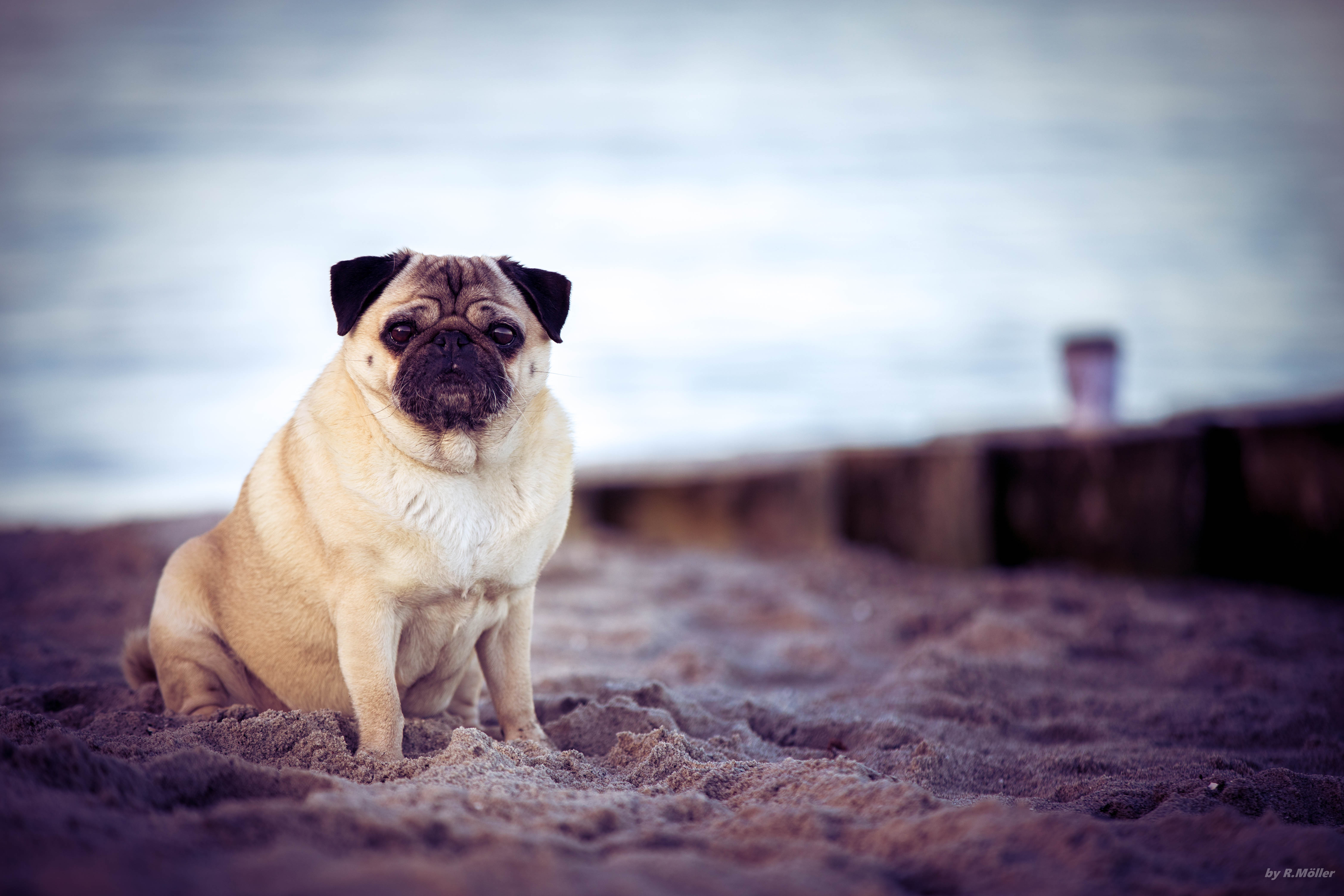 Laden Sie das Tiere, Strand, Hund, Haustier, Mops-Bild kostenlos auf Ihren PC-Desktop herunter