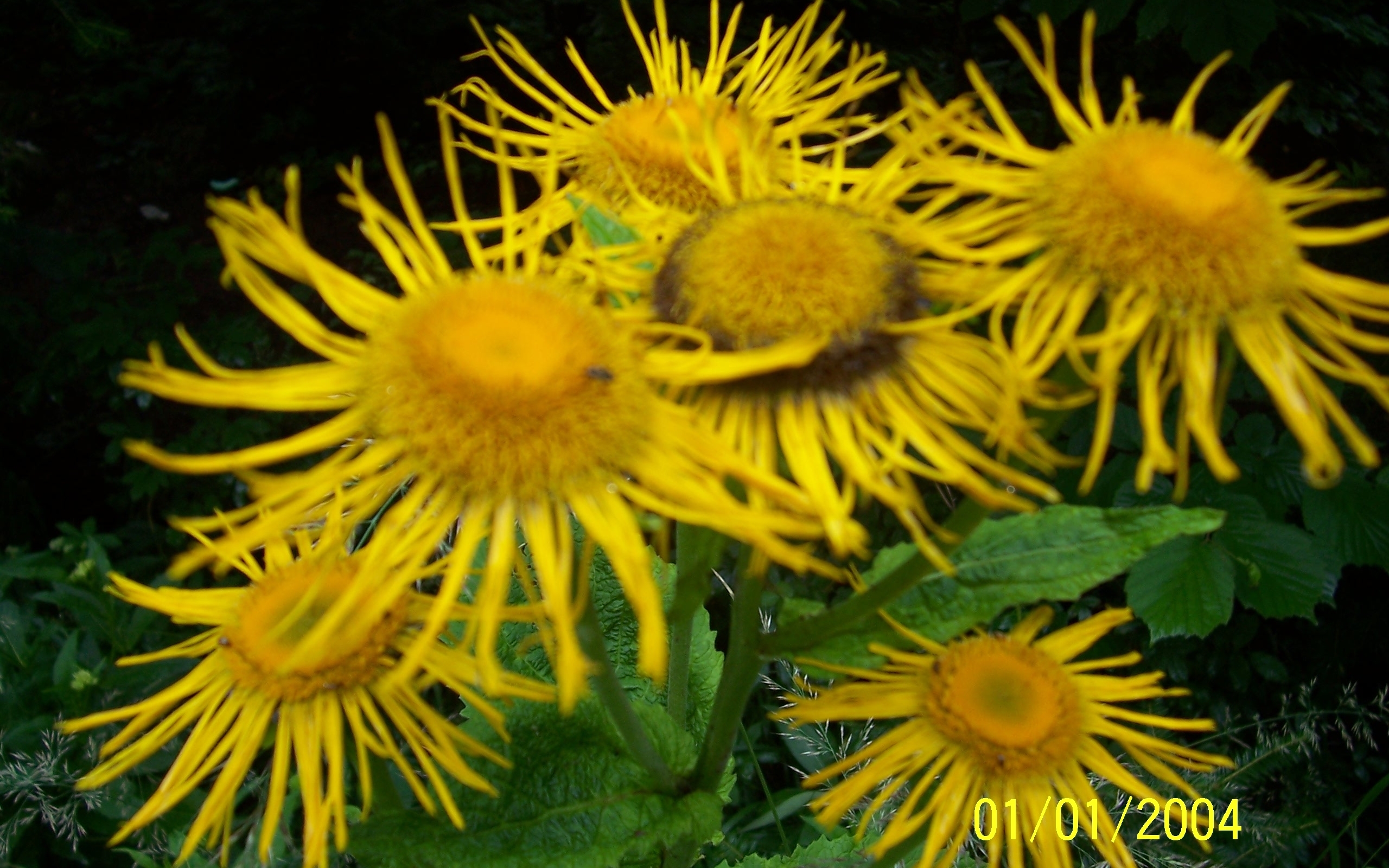 Widescreen image flowers, yellow