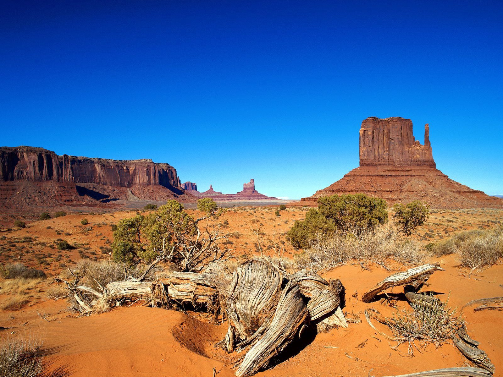 65965 download wallpaper nature, canyon, desert, vegetation, roots, shrubs, drought screensavers and pictures for free
