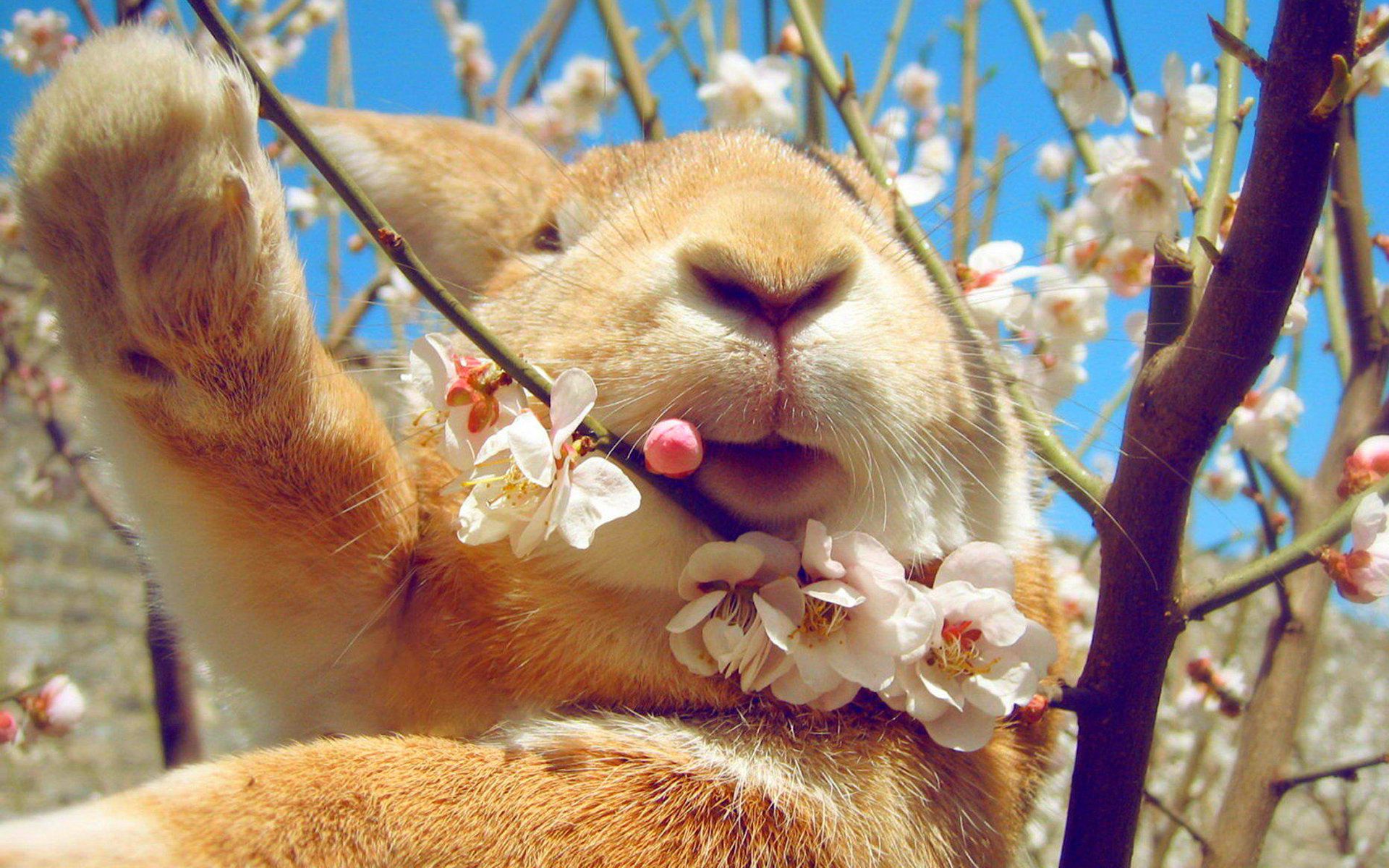 146472 скачать обои кролик, весна, животные, цветы, морда - заставки и картинки бесплатно
