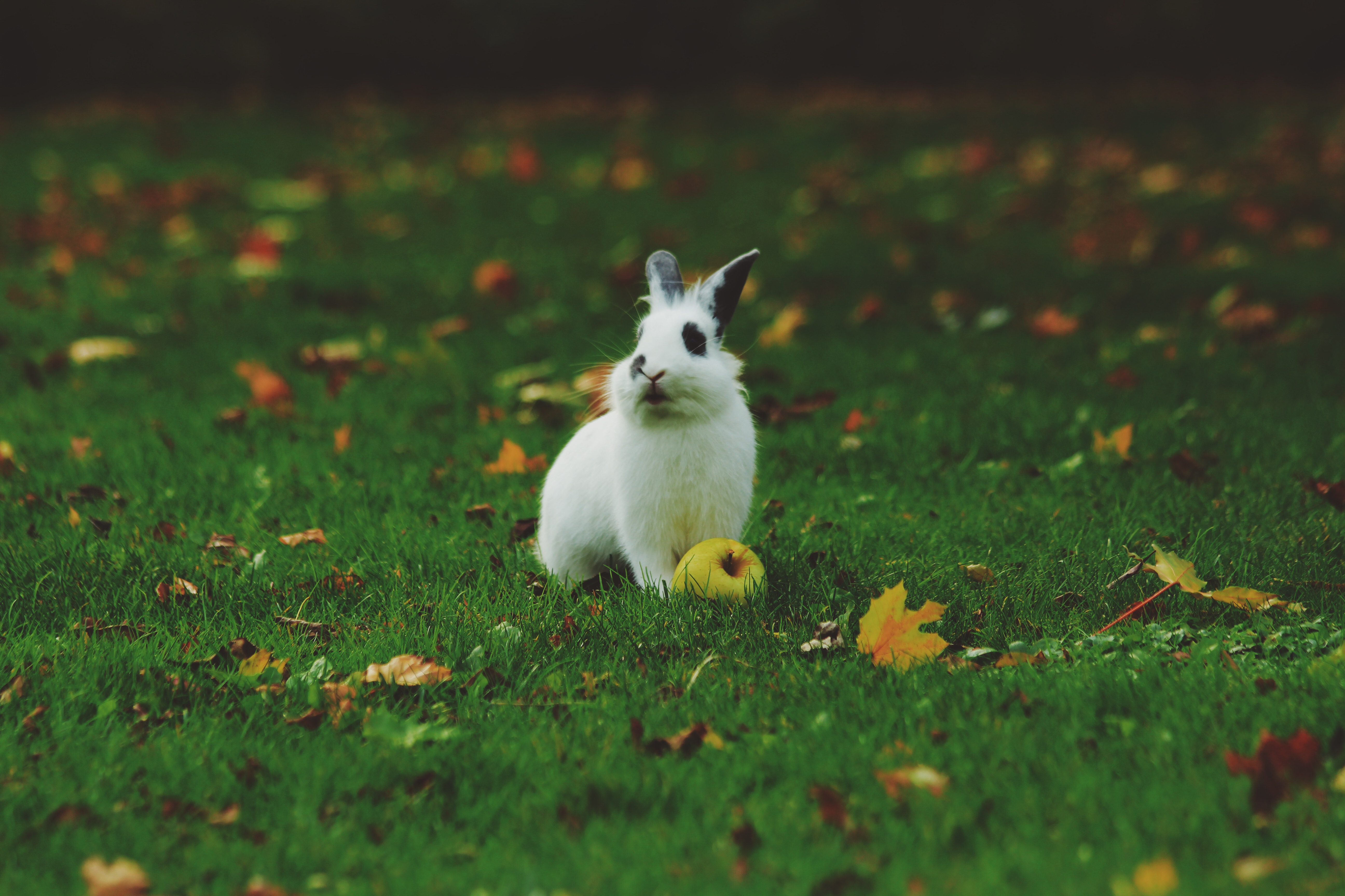 93898 Bild herunterladen tiere, grass, kaninchen, apfel - Hintergrundbilder und Bildschirmschoner kostenlos