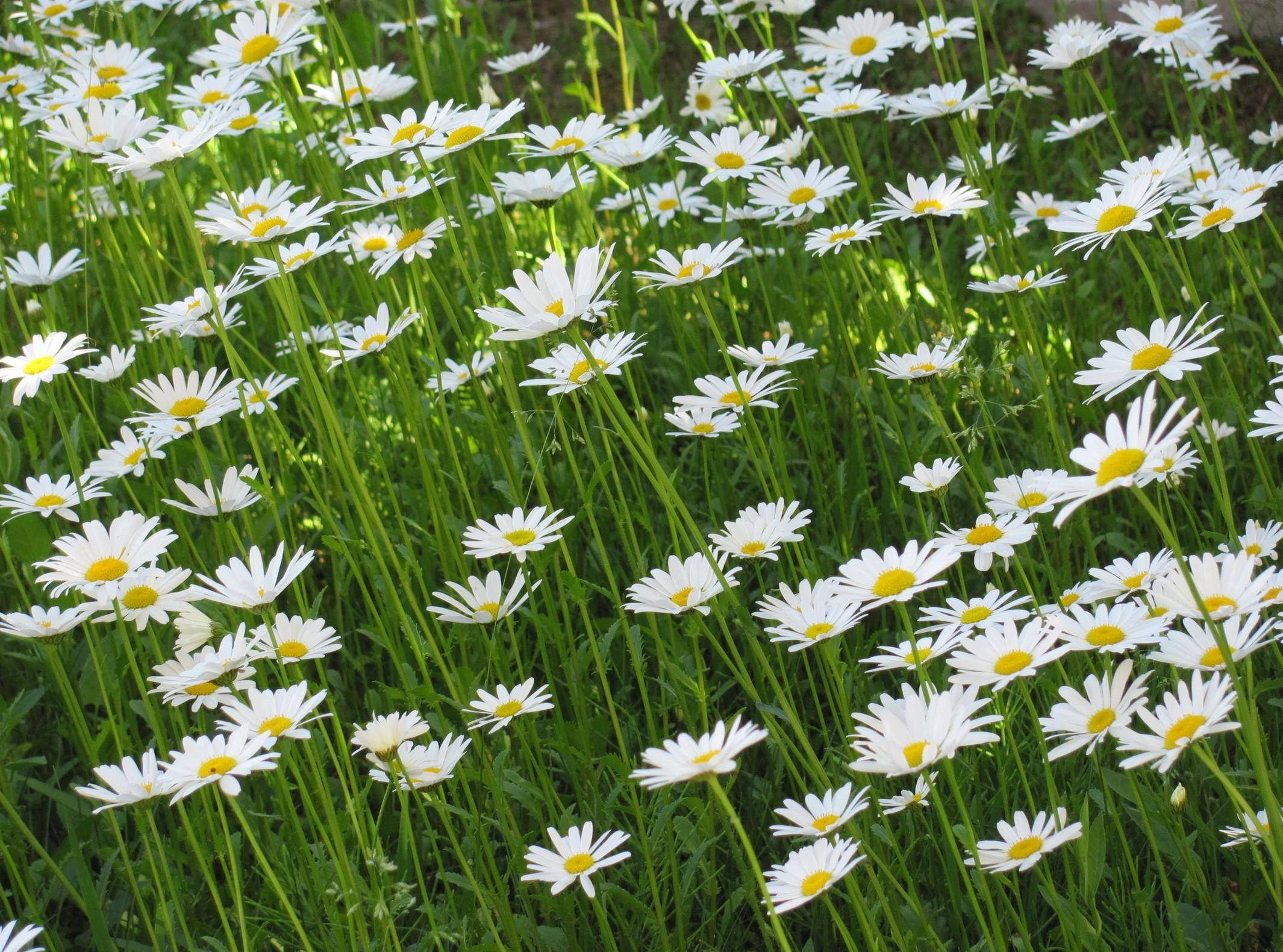 Laden Sie das Blumen, Sommer, Kamille, Grünen, Grüne, Polyana, Glade-Bild kostenlos auf Ihren PC-Desktop herunter