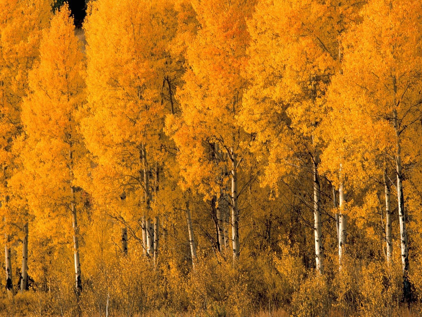 Phone Wallpaper (No watermarks) nature, autumn, trees, yellow