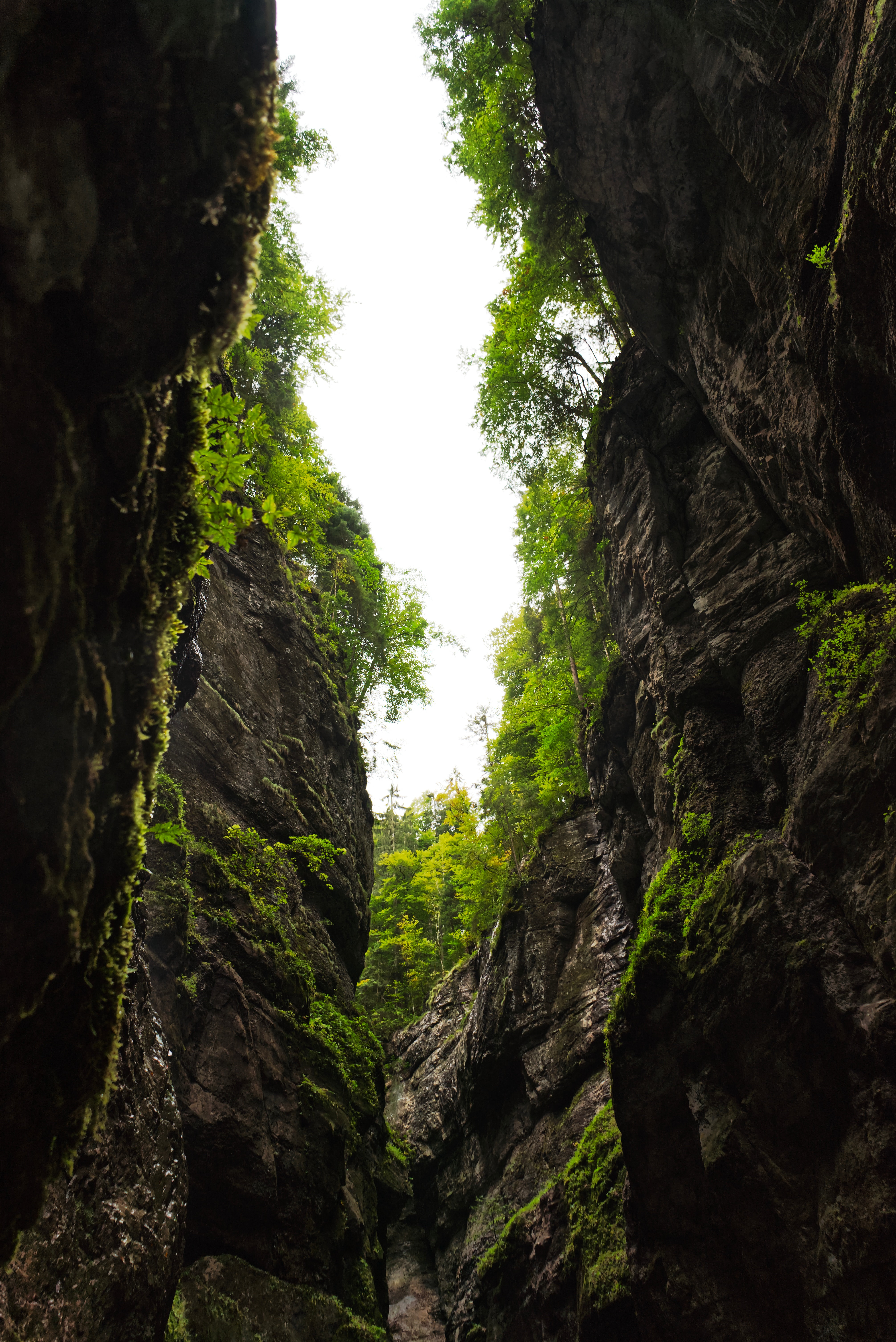 trees, mountains, rocks, nature HD Phone wallpaper