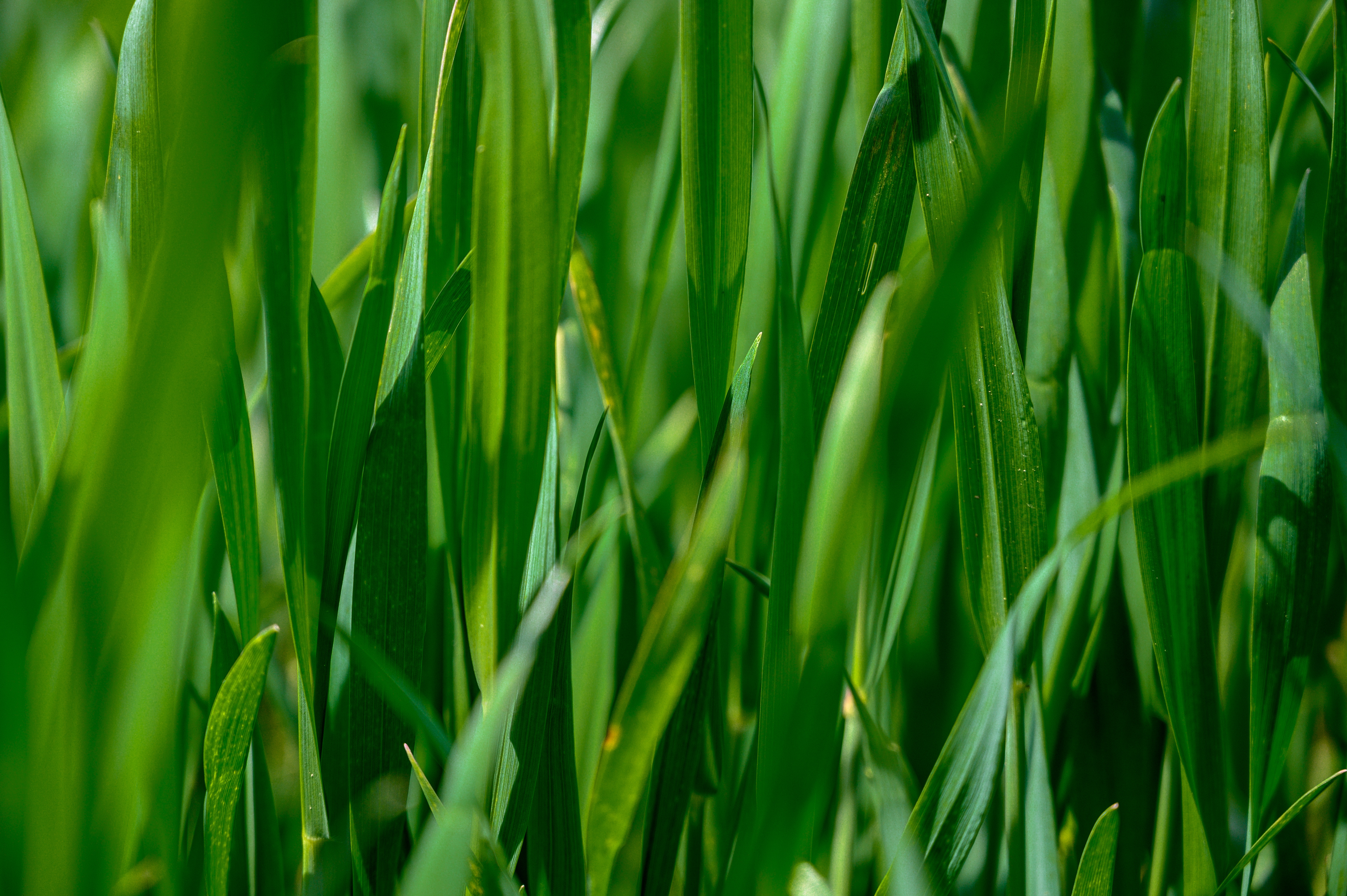 leaves, green, nature, grass, plant