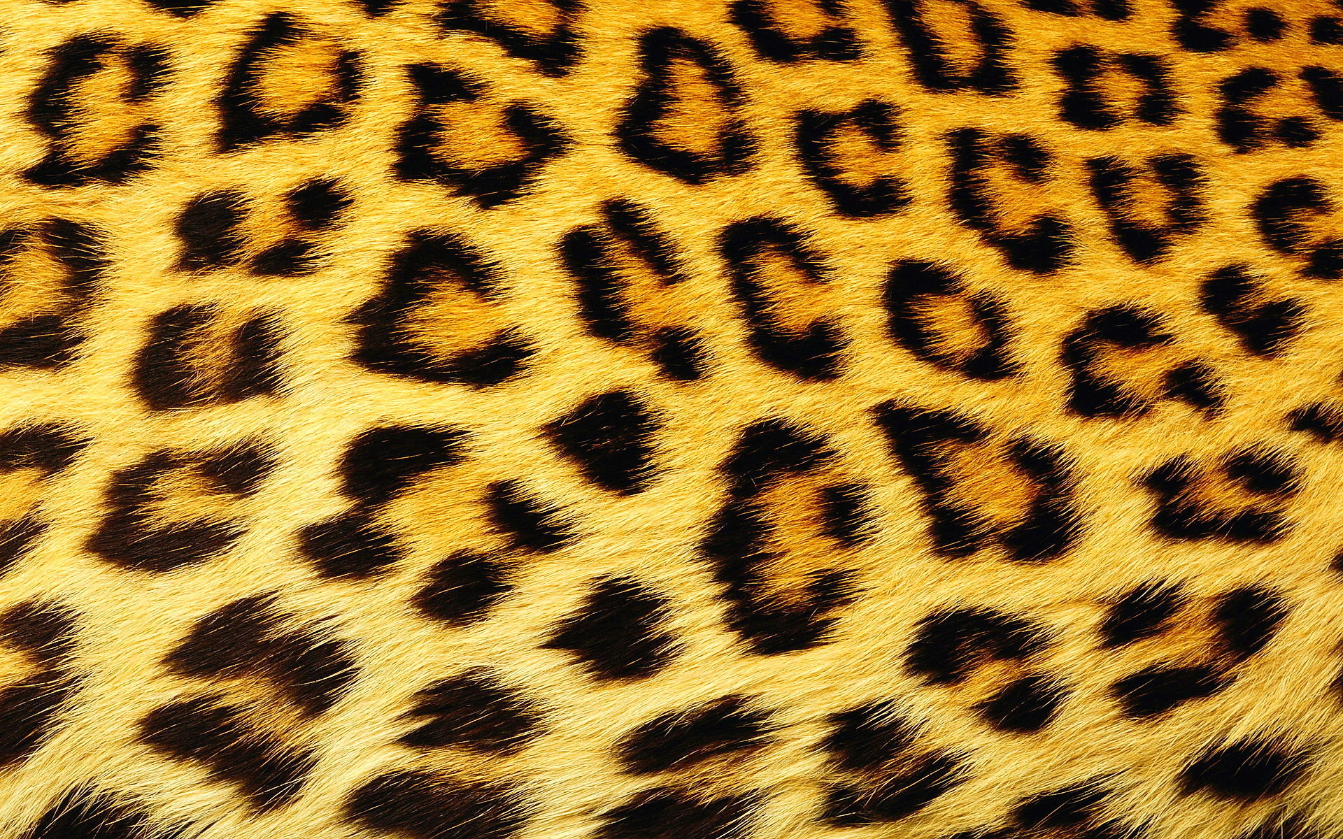 Laden Sie das Hintergrund, Leopards-Bild kostenlos auf Ihren PC-Desktop herunter