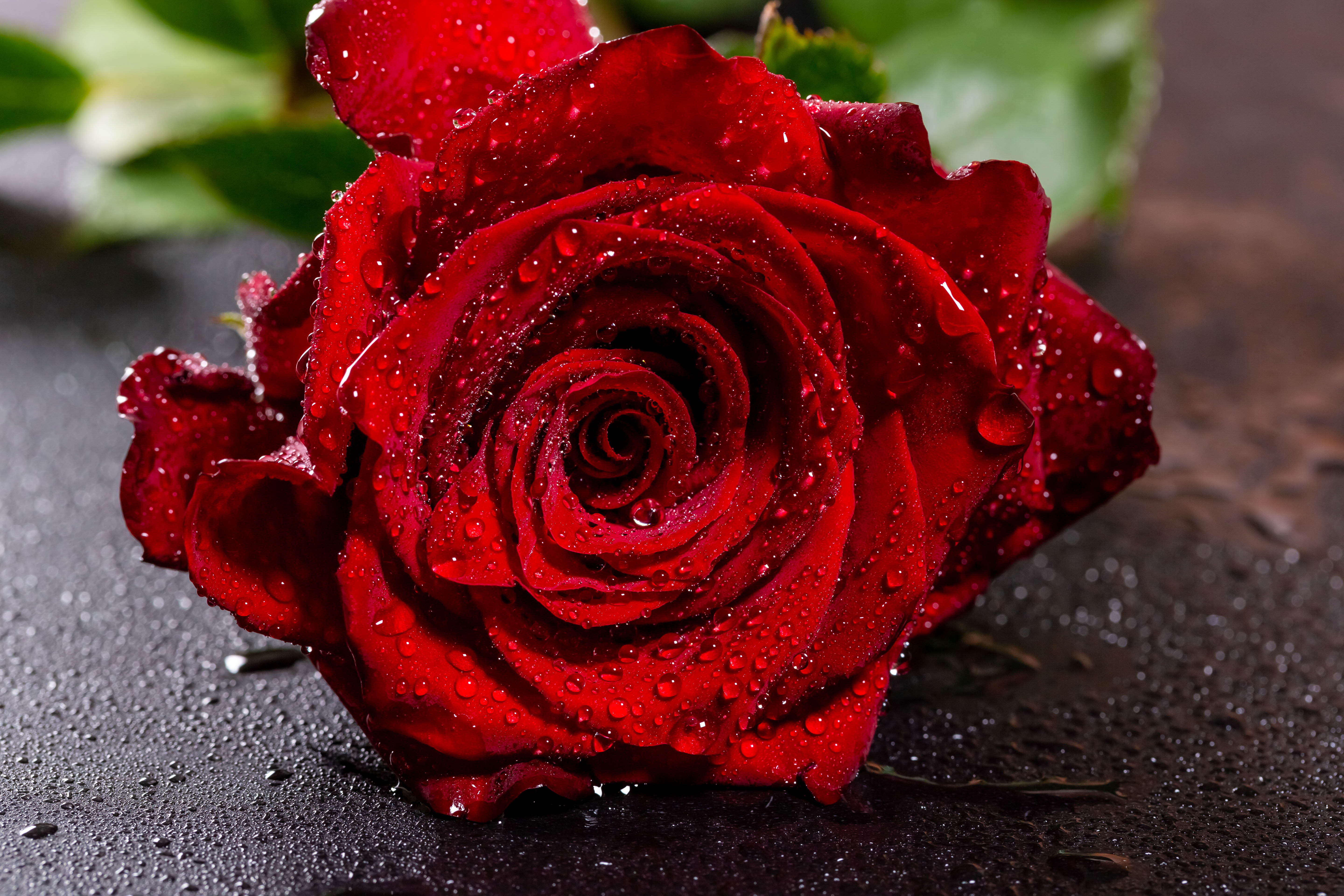 drops, rose flower, flowers, red, rose, petals, wet 5K
