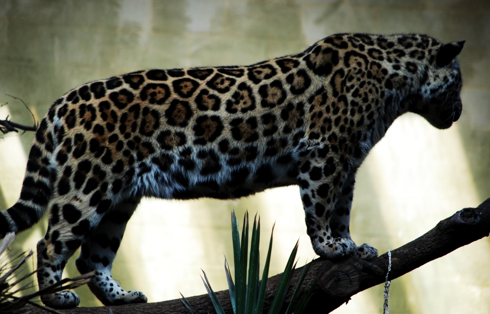 4566 baixar papel de parede animais, leopards - protetores de tela e imagens gratuitamente