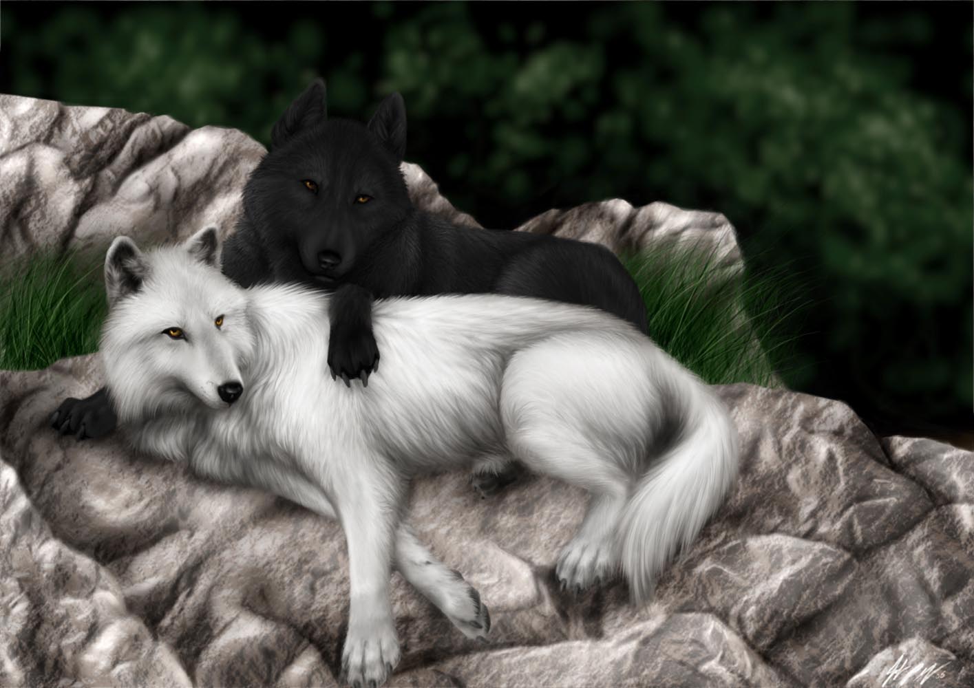 wolf, love, animal, wolves