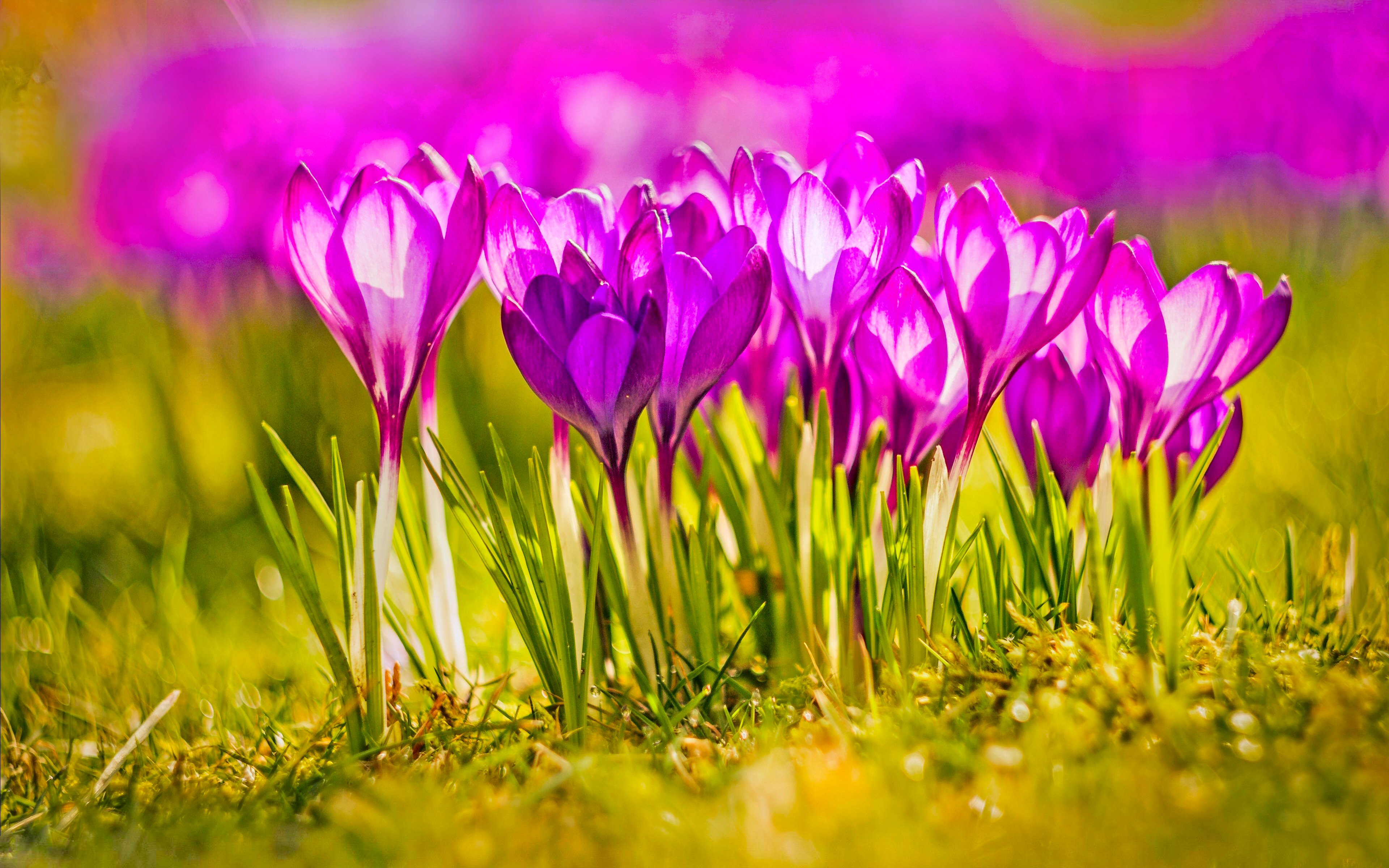 Cool Backgrounds  Pink Flower