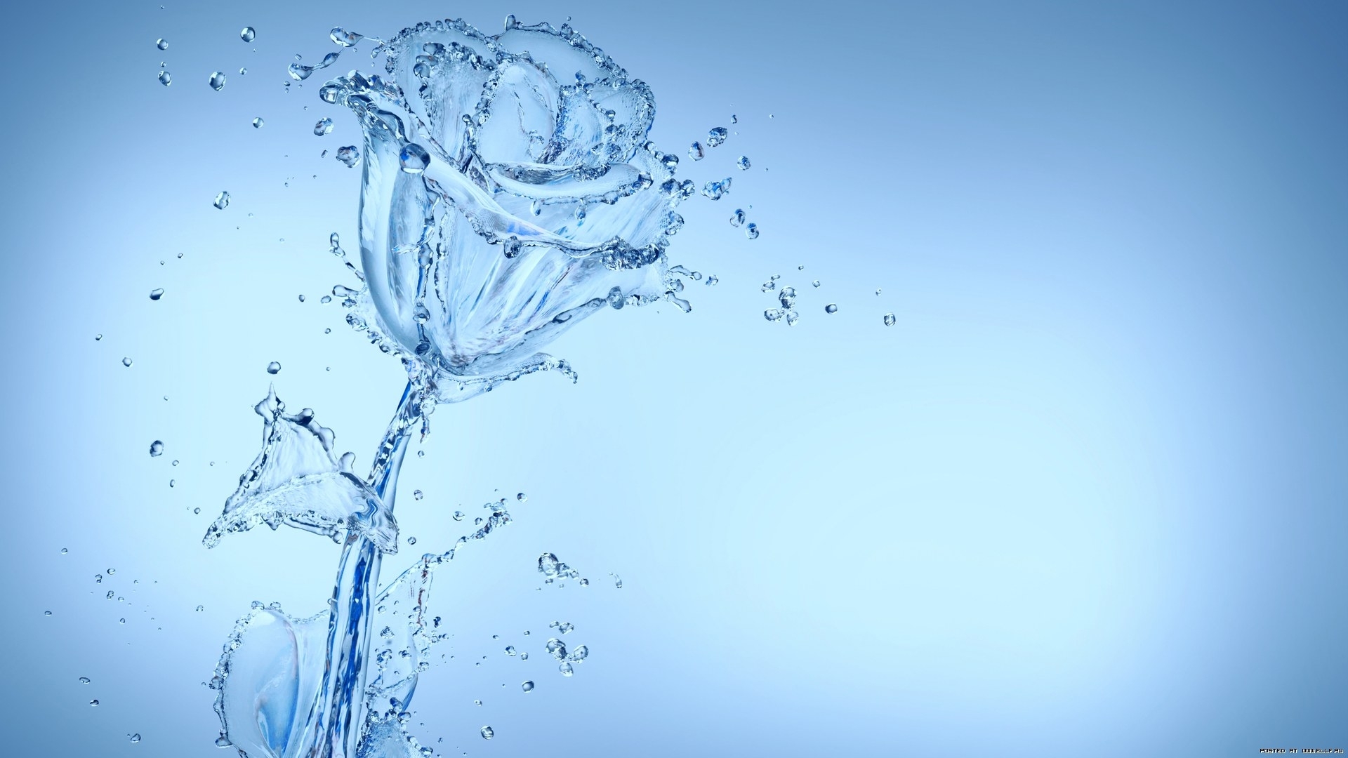 background, water, roses, blue download HD wallpaper