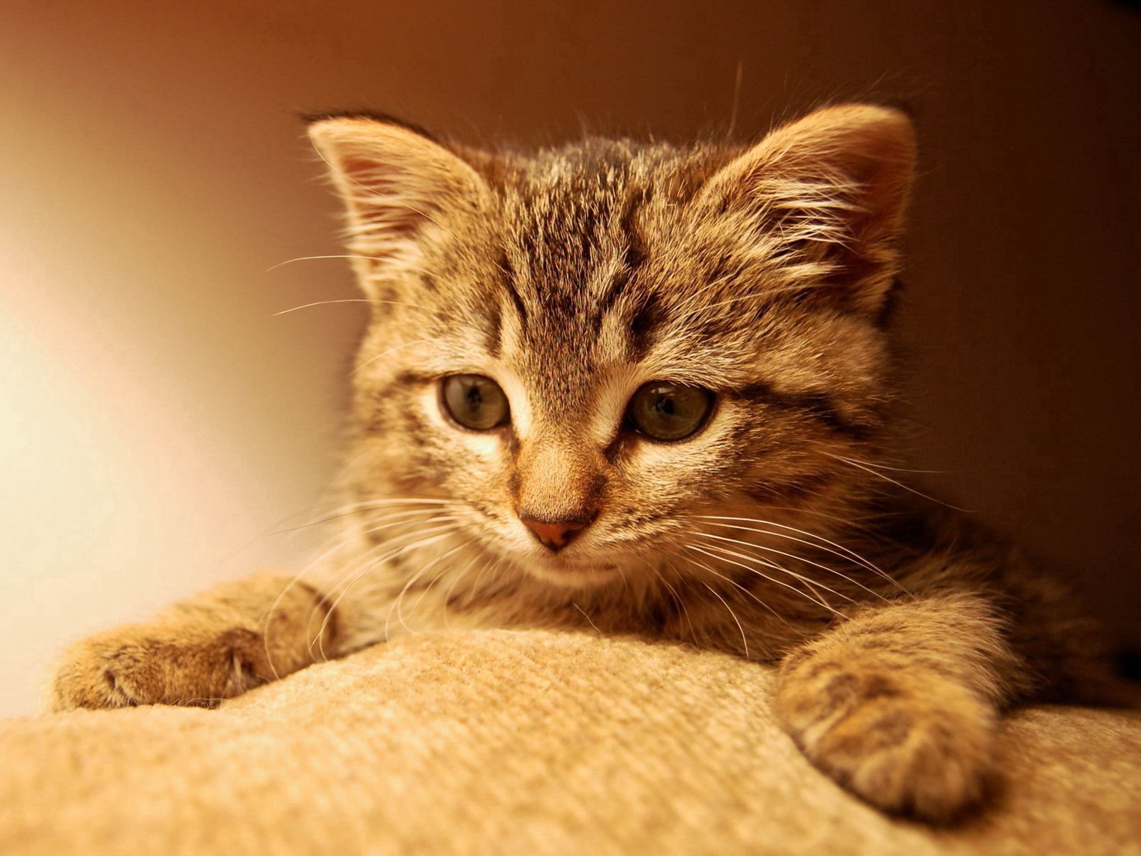 Laden Sie das Katzen, Tiere, Der Kater, Katze, Kätzchen, Rothaarige-Bild kostenlos auf Ihren PC-Desktop herunter