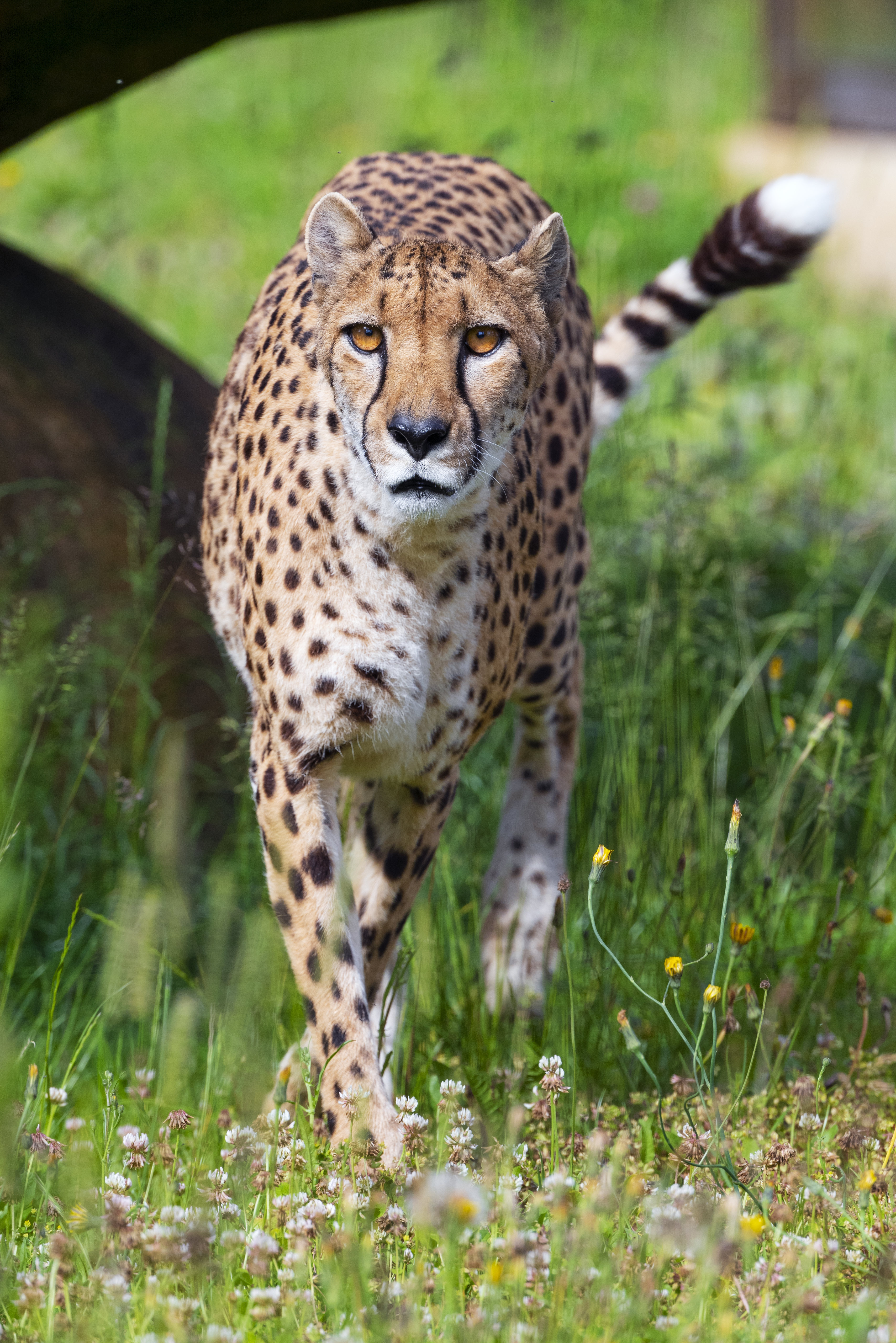 cheetah, animals, flowers, predator, big cat, sight, opinion 32K