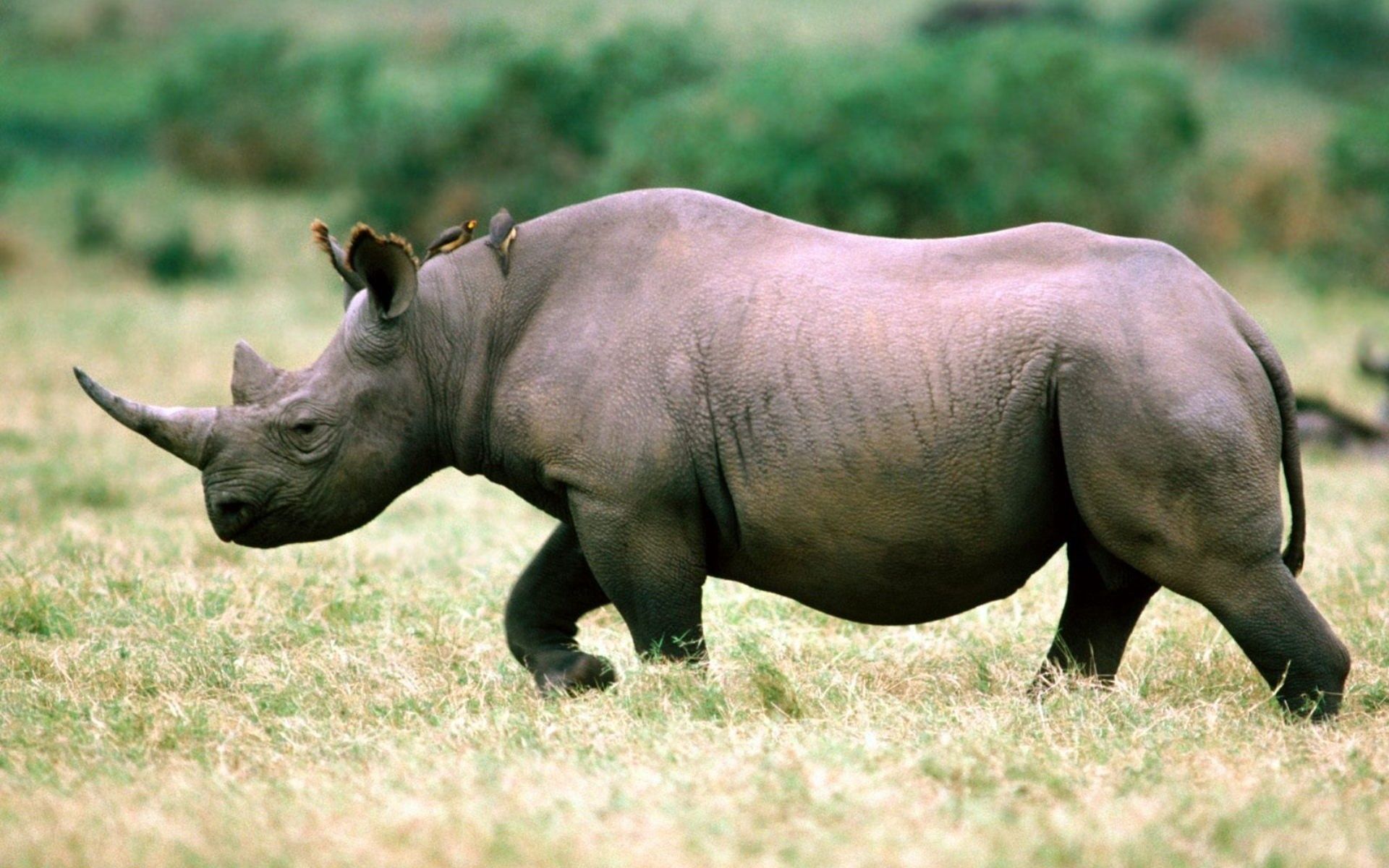 Laden Sie das Tiere, Grass, Sky, Bummel, Spaziergang, Nashorn, Rhinoceros-Bild kostenlos auf Ihren PC-Desktop herunter