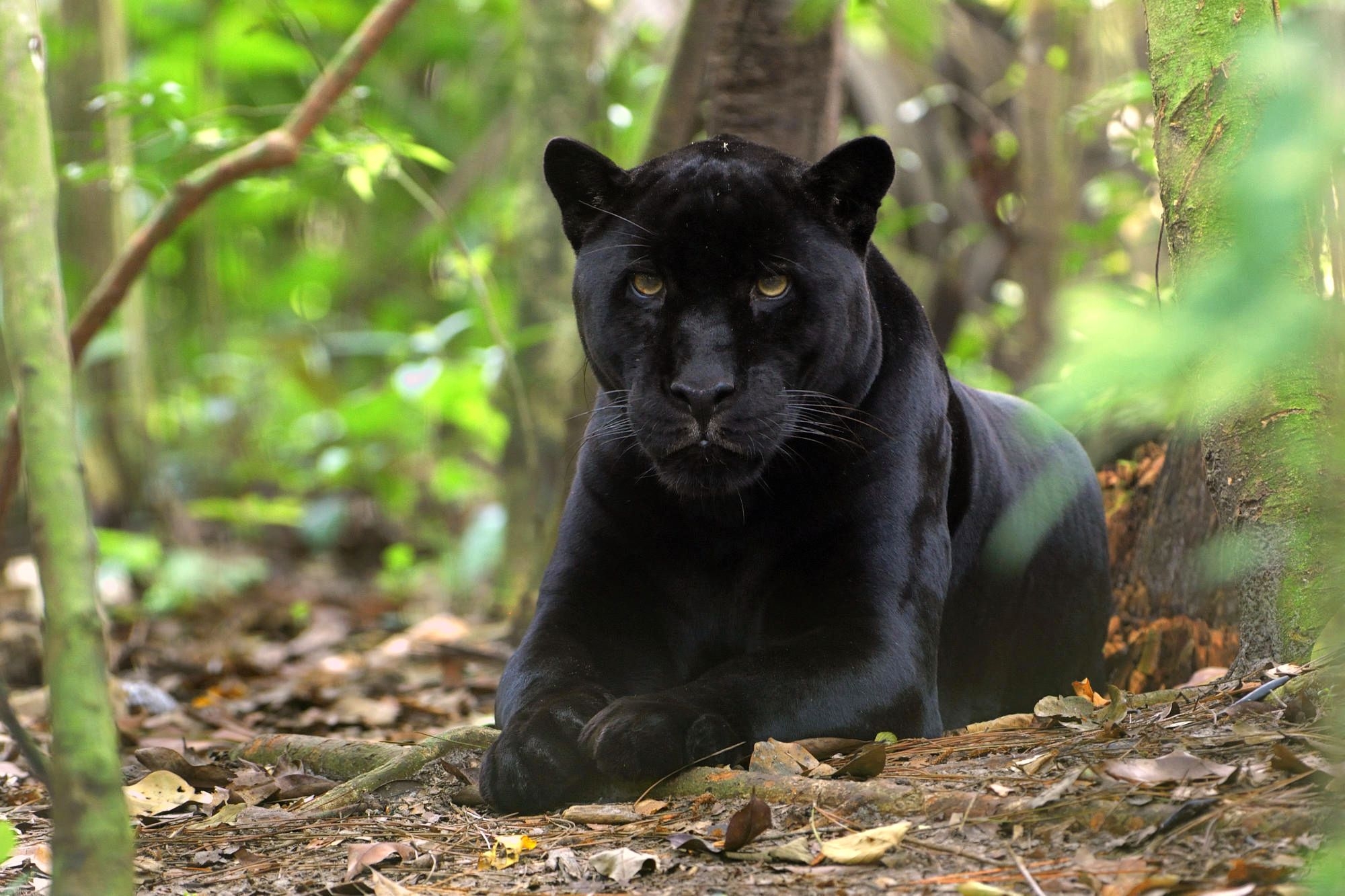 animals, leaves, panther, to lie down Horizontal Wallpapers