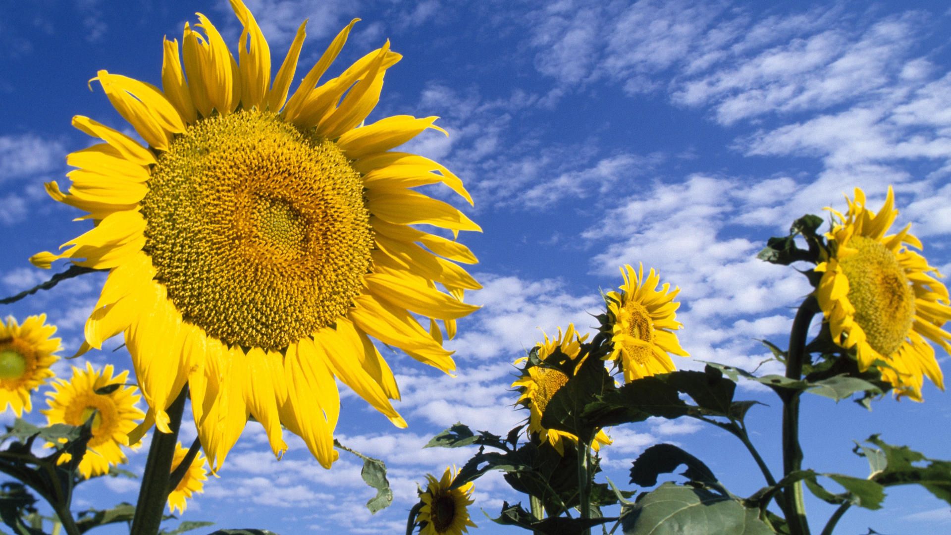 Laden Sie das Sonnenblumen, Natur, Blumen, Sky, Clouds, Sommer, Feld-Bild kostenlos auf Ihren PC-Desktop herunter