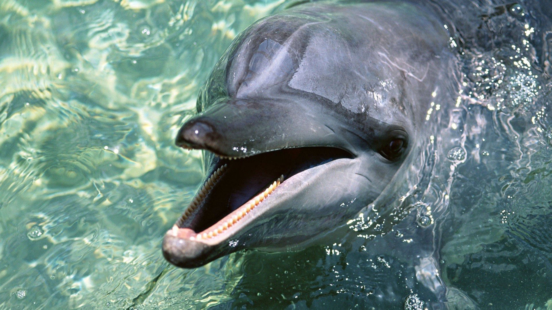 Handy-Wallpaper Tiere, Wasser, Zähne, Delfin kostenlos herunterladen.