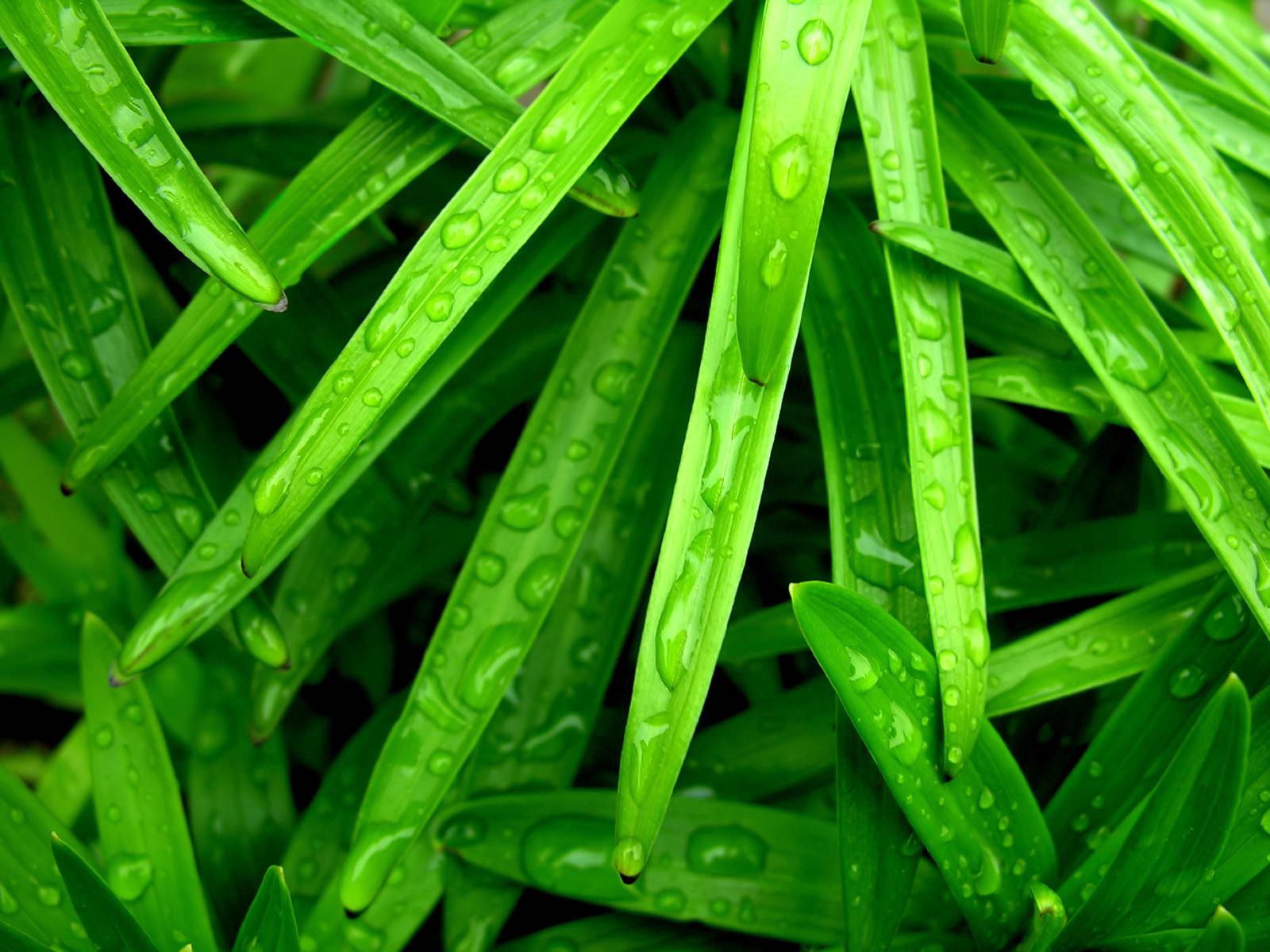 drops, grass, green, macro, wet, humid 8K