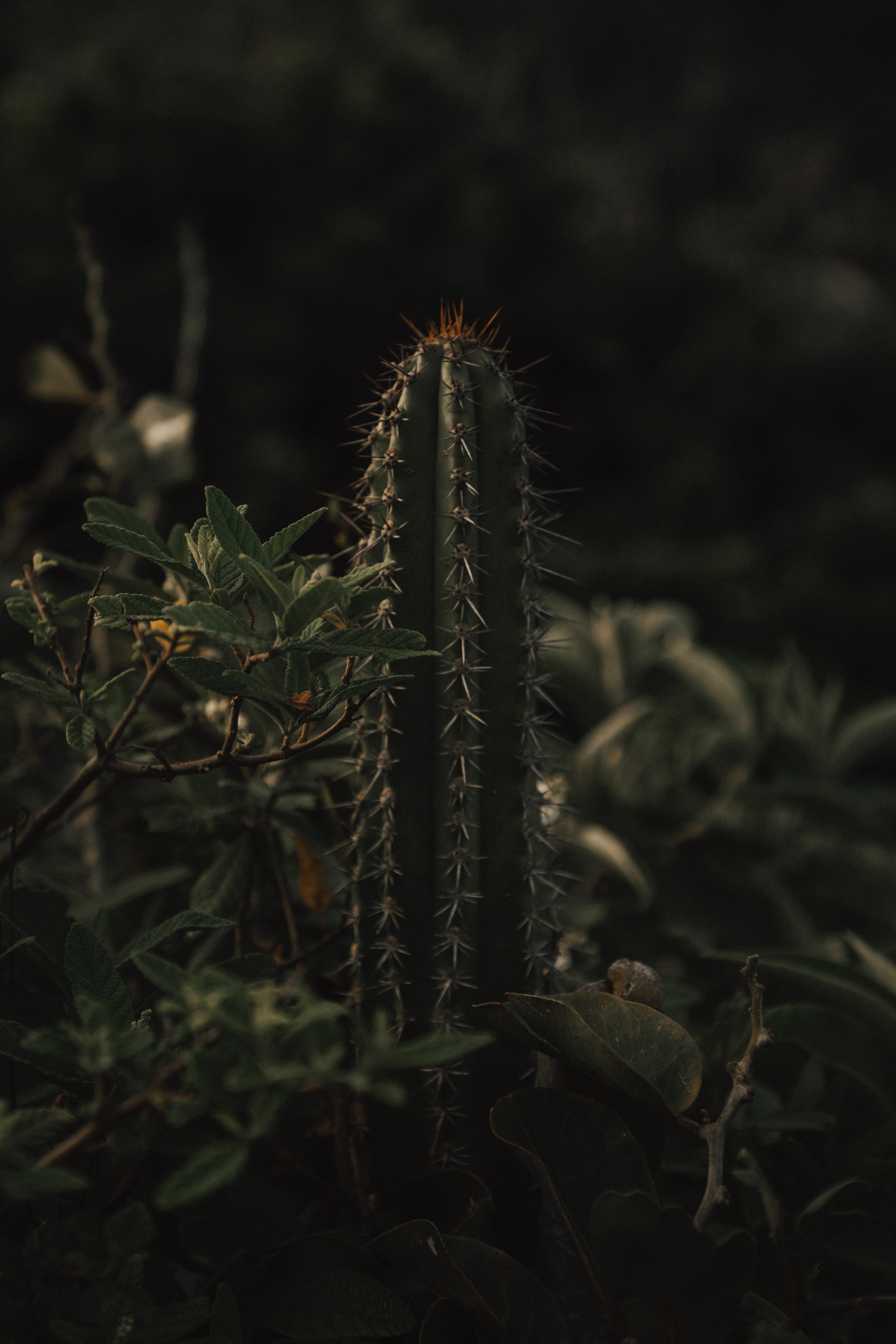 151963 Bildschirmschoner und Hintergrundbilder Kaktus auf Ihrem Telefon. Laden Sie blumen, grass, blätter, kaktus, dornen, stacheln Bilder kostenlos herunter