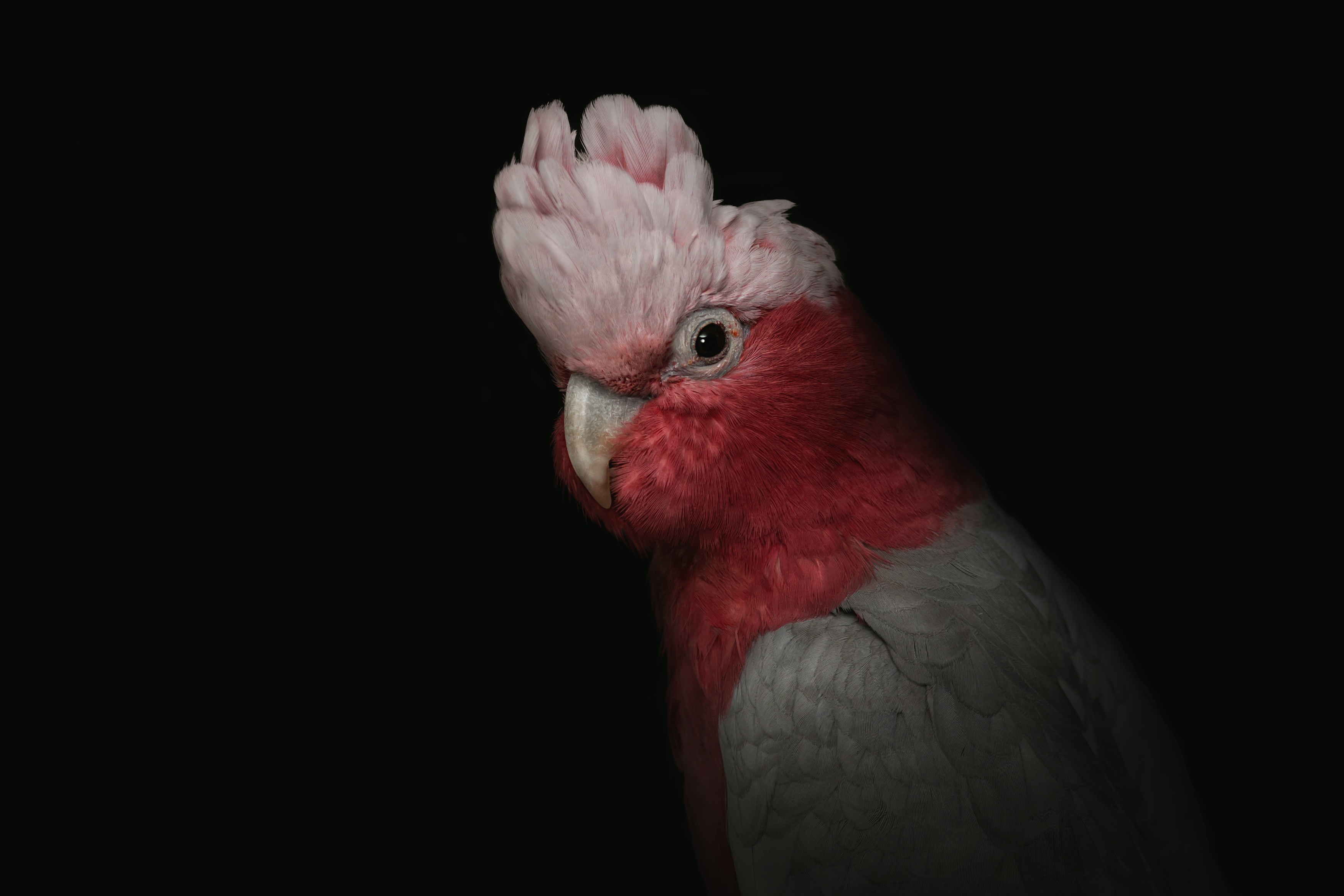 58105 download wallpaper funny, animals, parrots, pink, bird, portrait, cockatoo screensavers and pictures for free