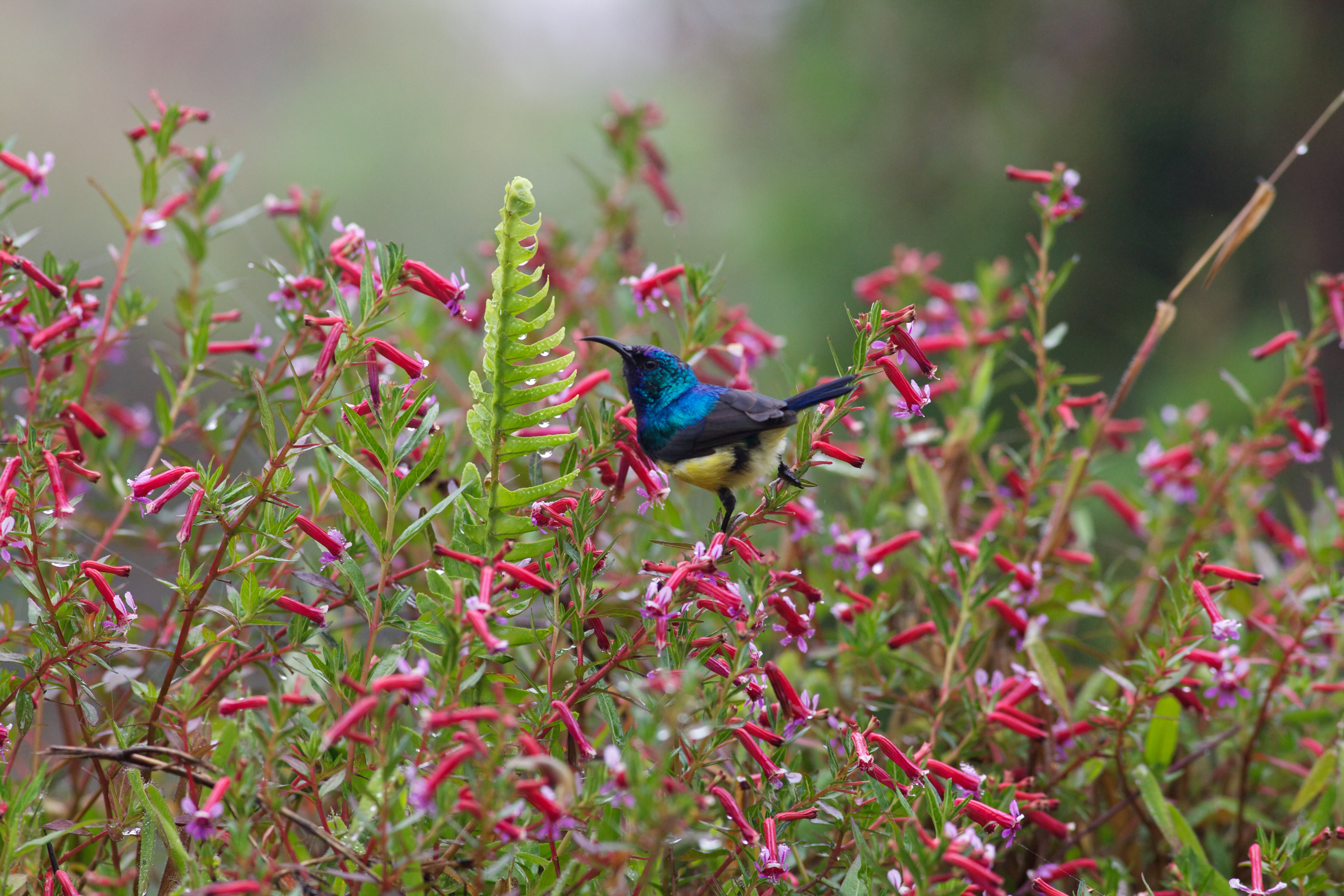 Free HD bird, flowers, animals, bush, nectar